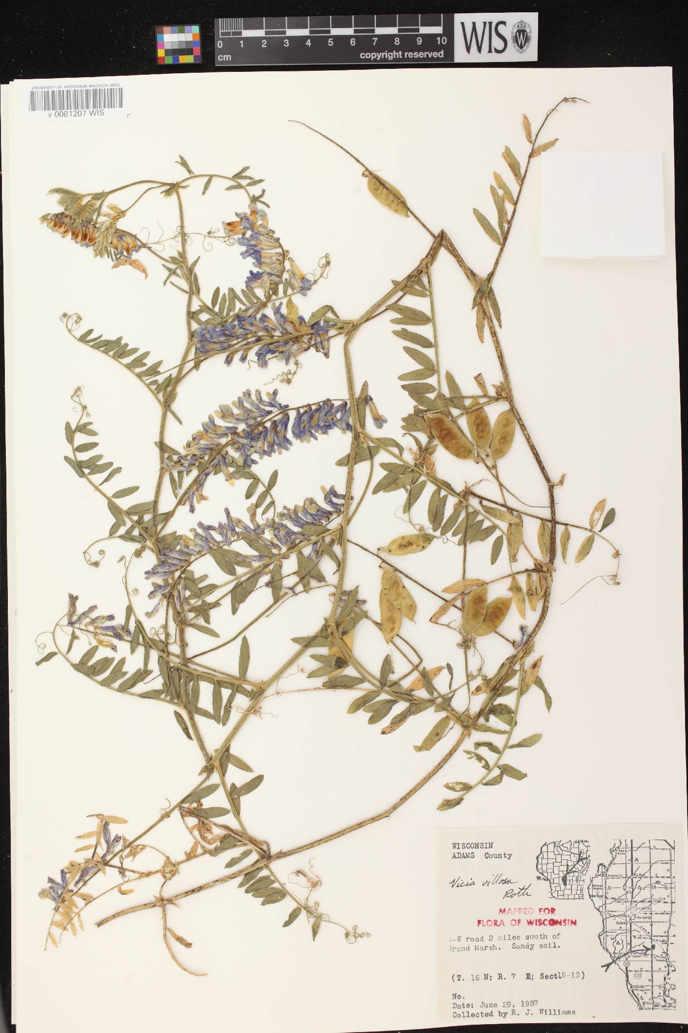 Vicia villosa image