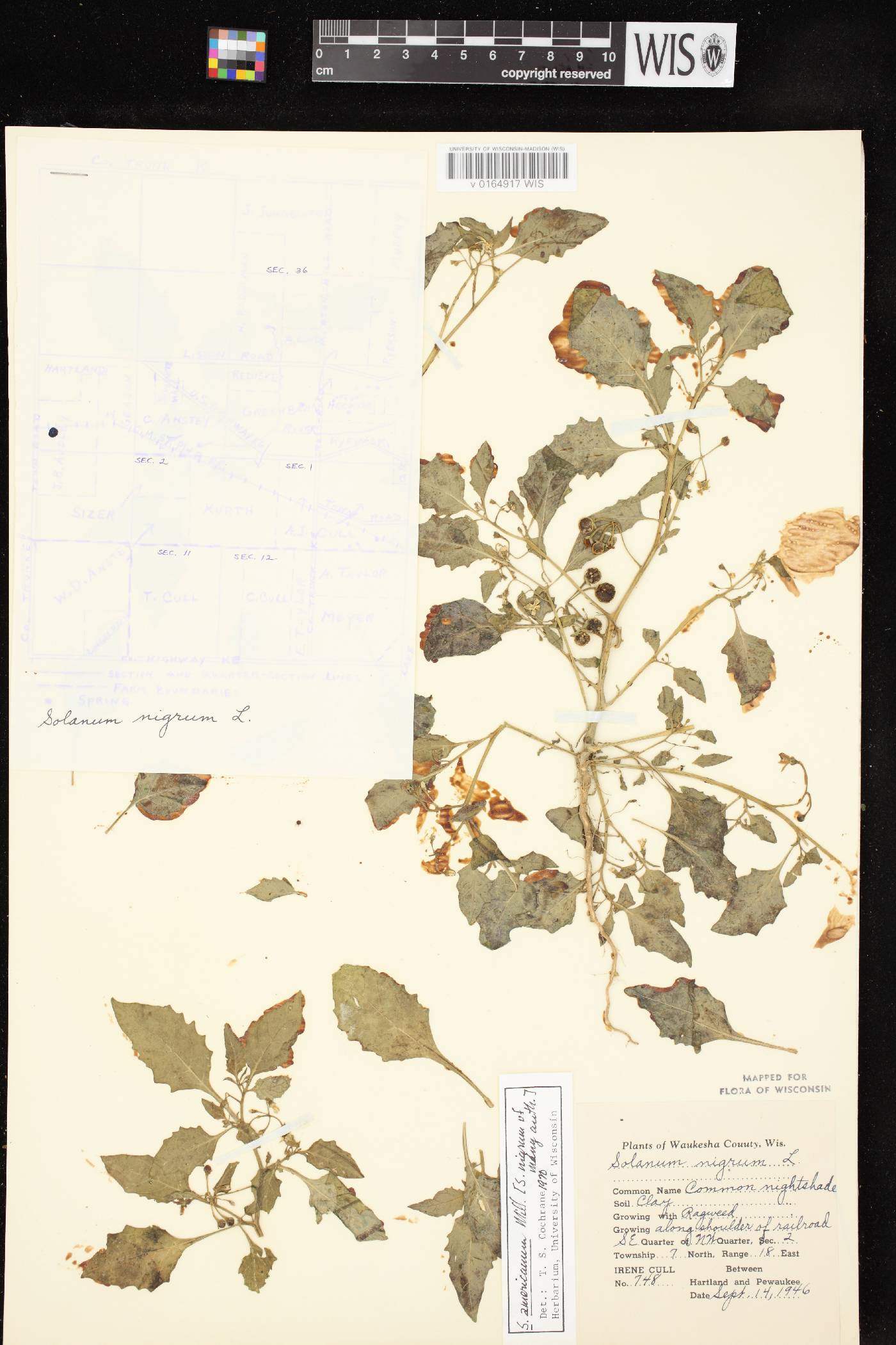 Solanum ptychanthum image