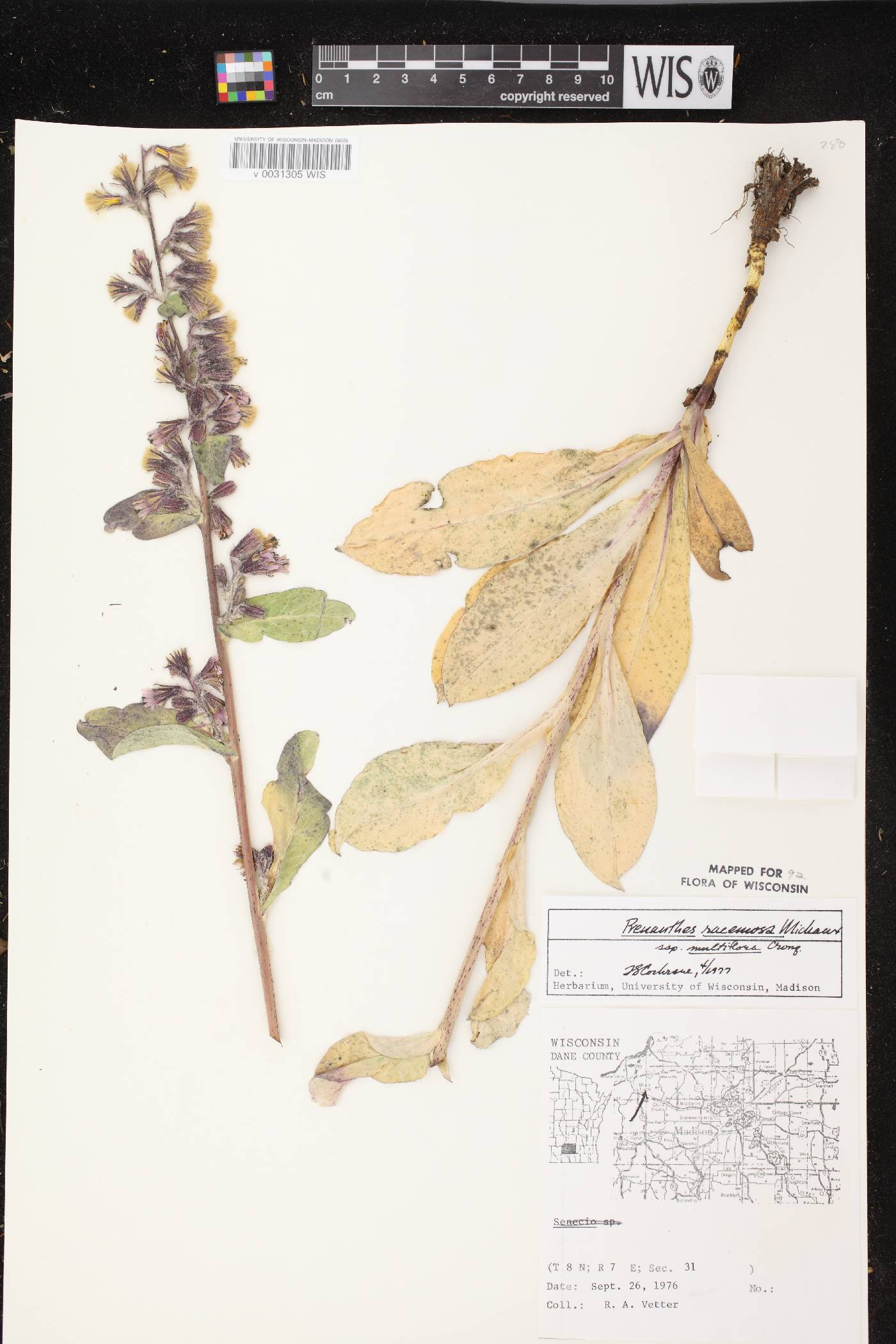 Prenanthes racemosa image