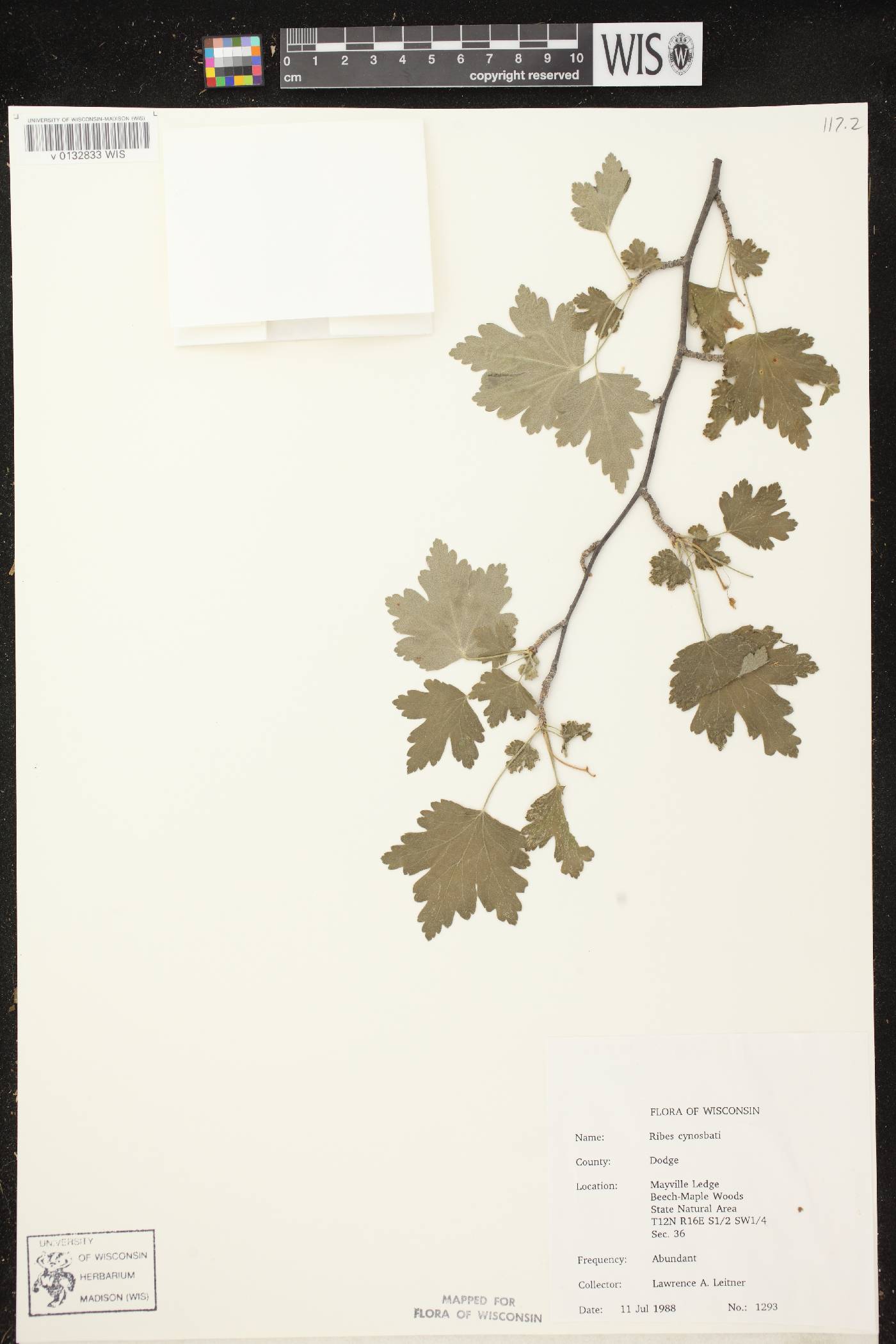 Ribes cynosbati image