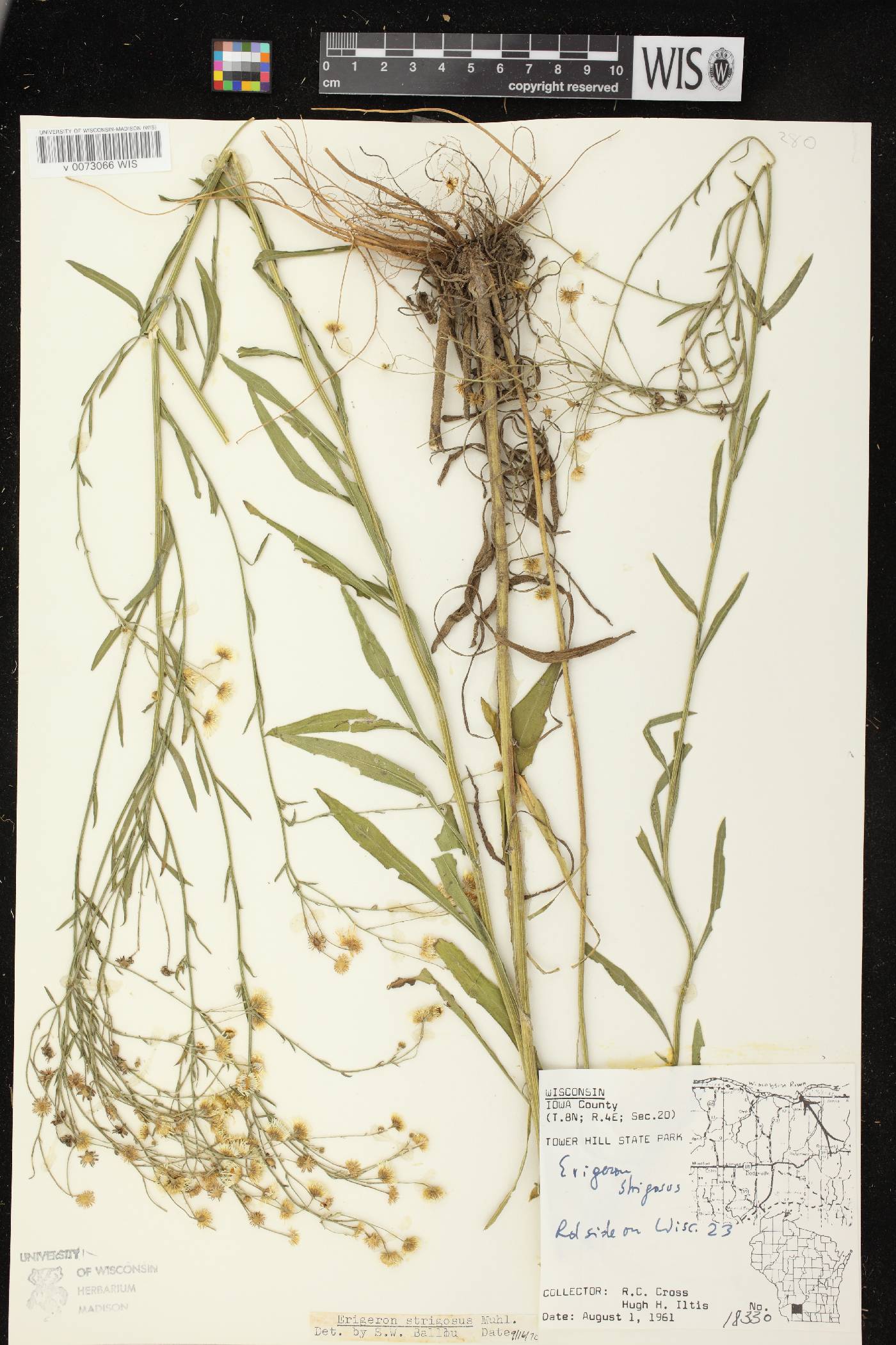 Erigeron strigosus image