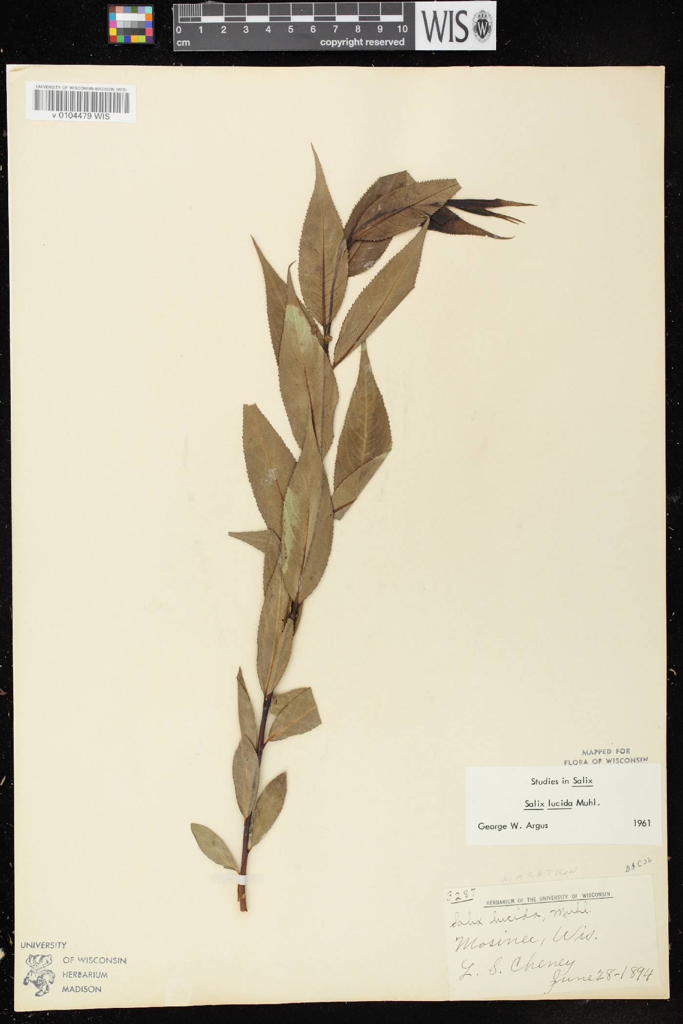 Salix lucida image