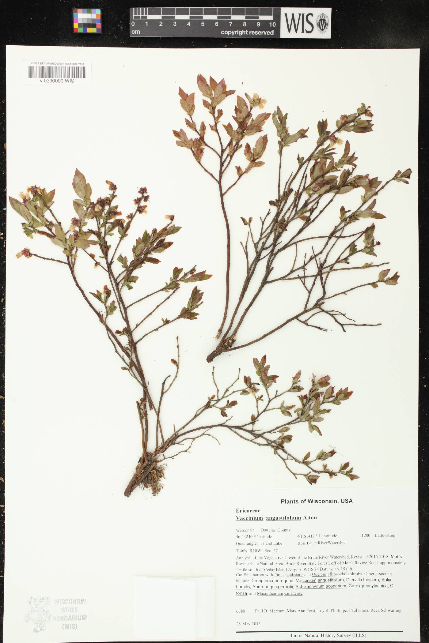 Vaccinium angustifolium image