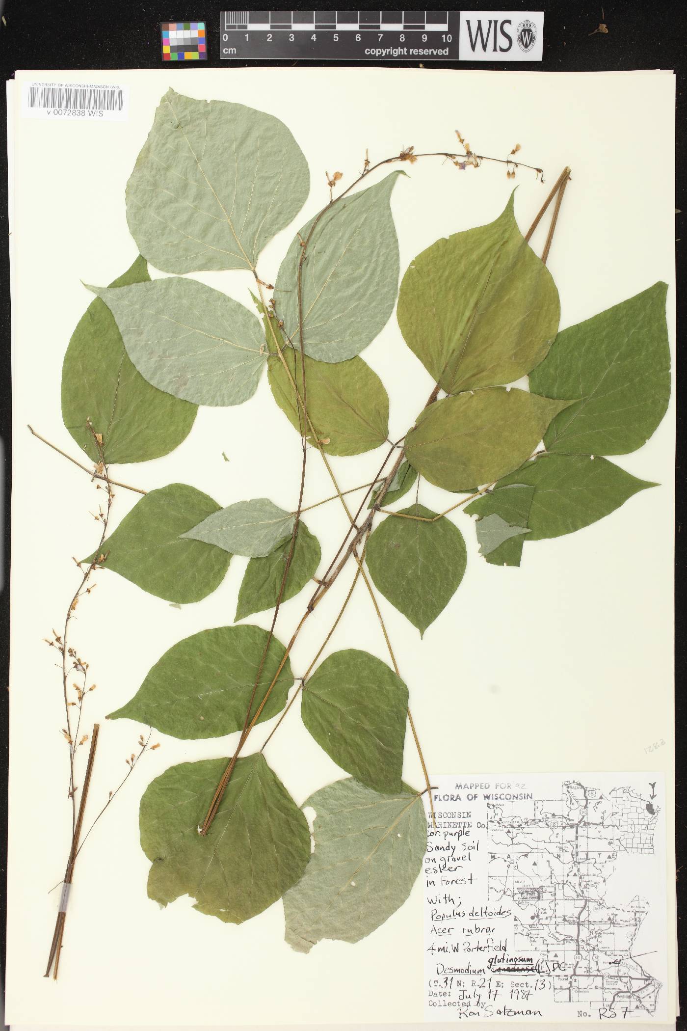 Hylodesmum glutinosum image