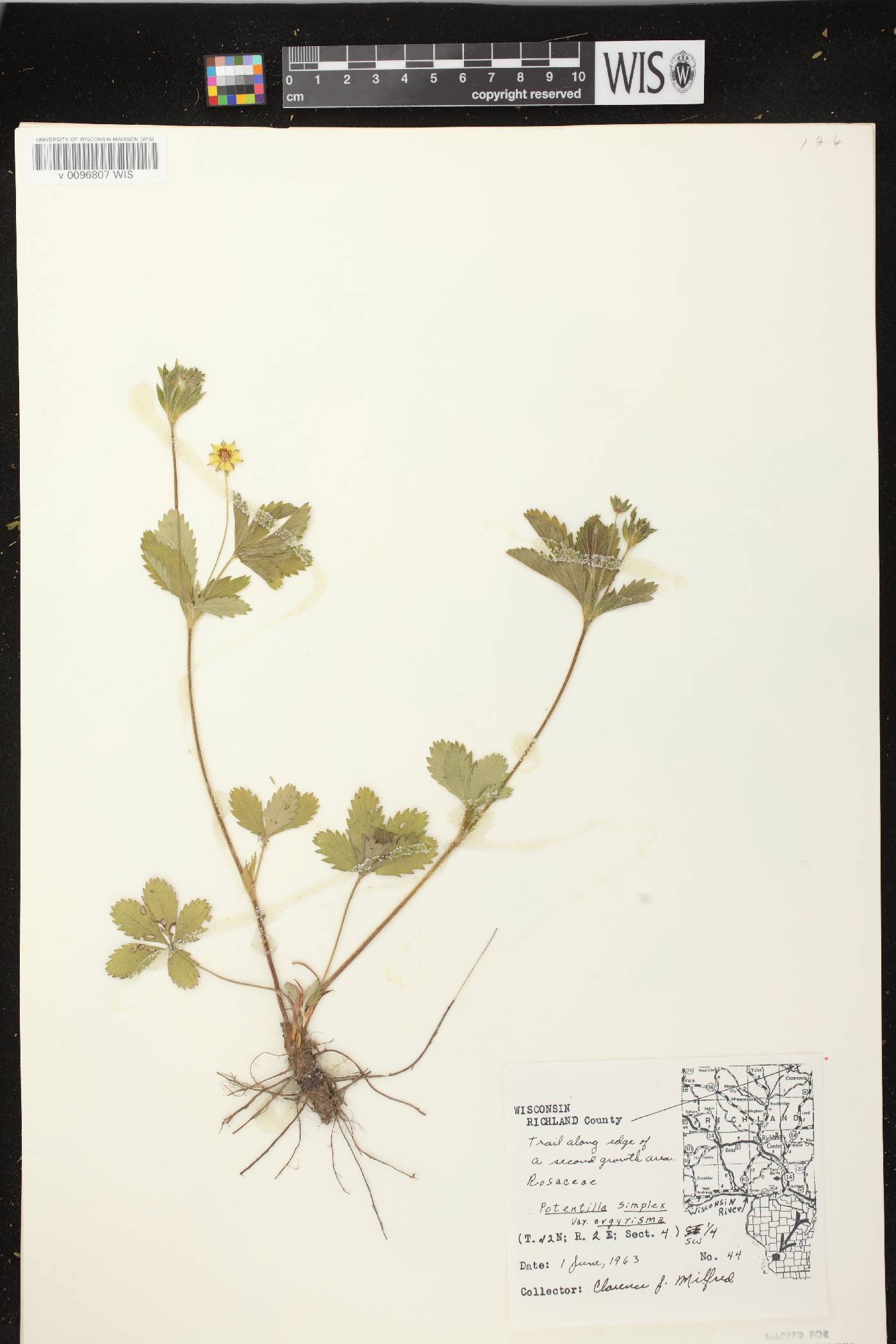 Potentilla simplex image