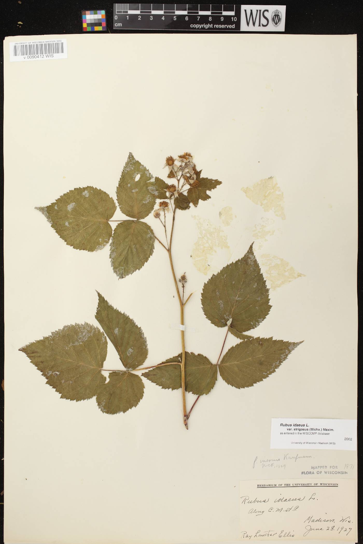 Rubus idaeus subsp. strigosus image