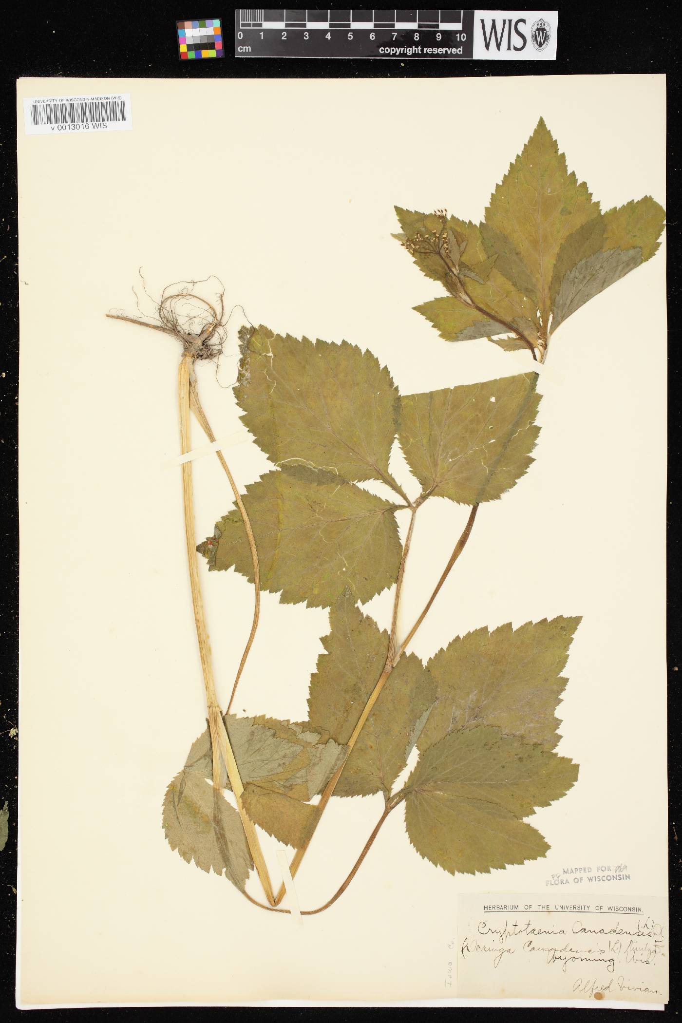 Cryptotaenia canadensis image