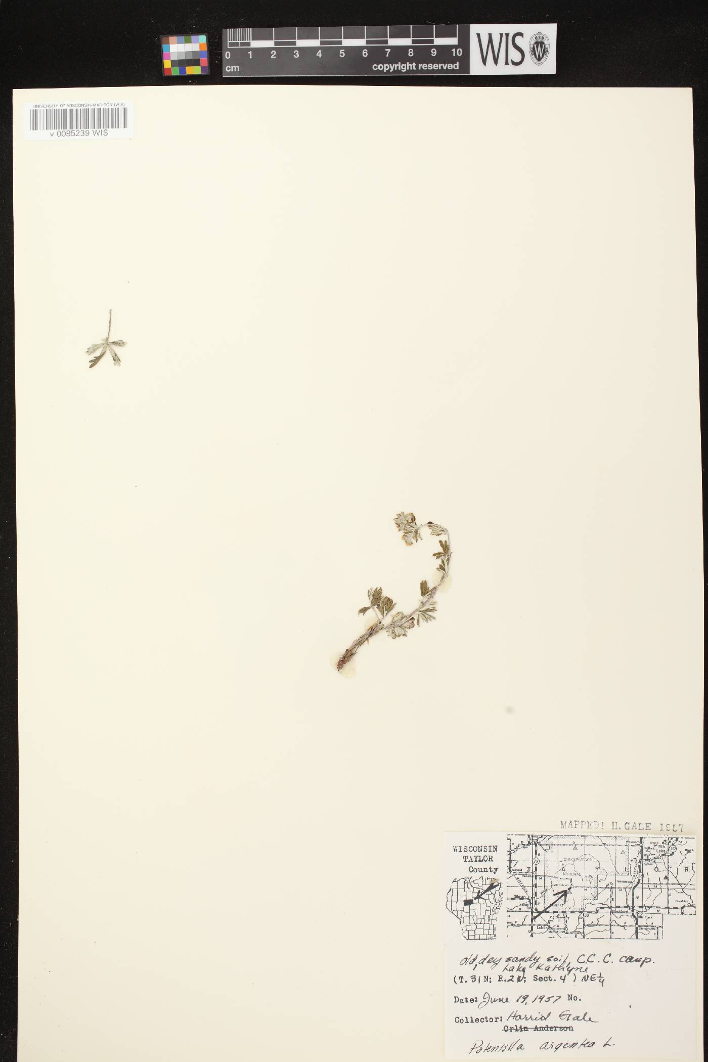 Potentilla argentea image