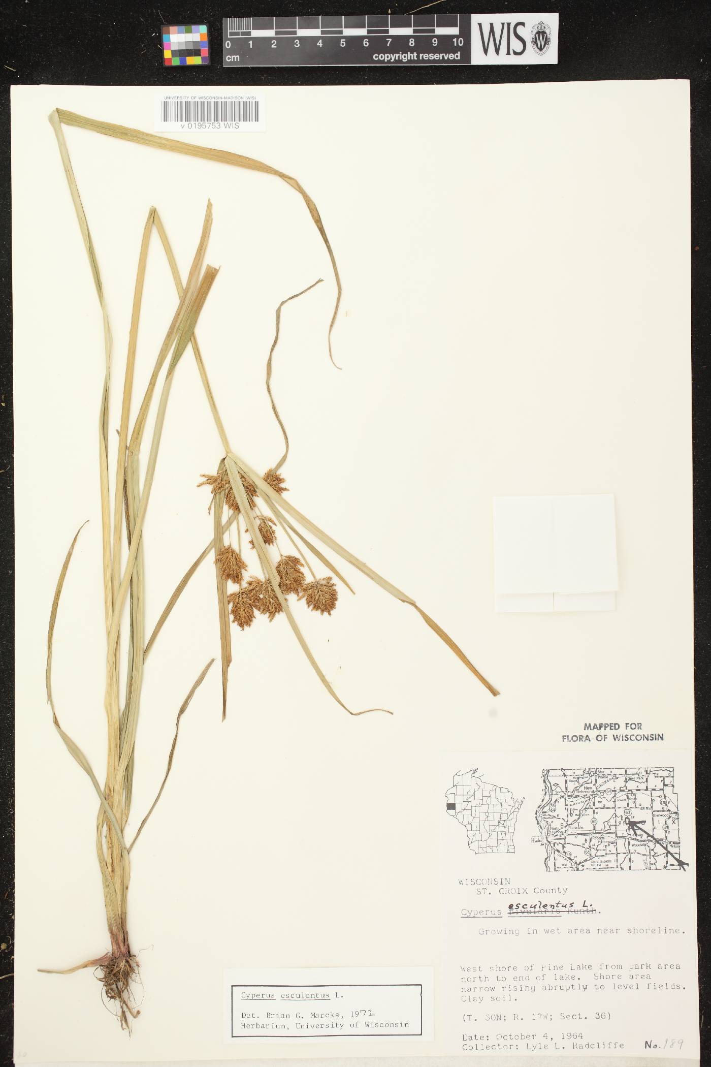 Cyperus esculentus var. leptostachyus image