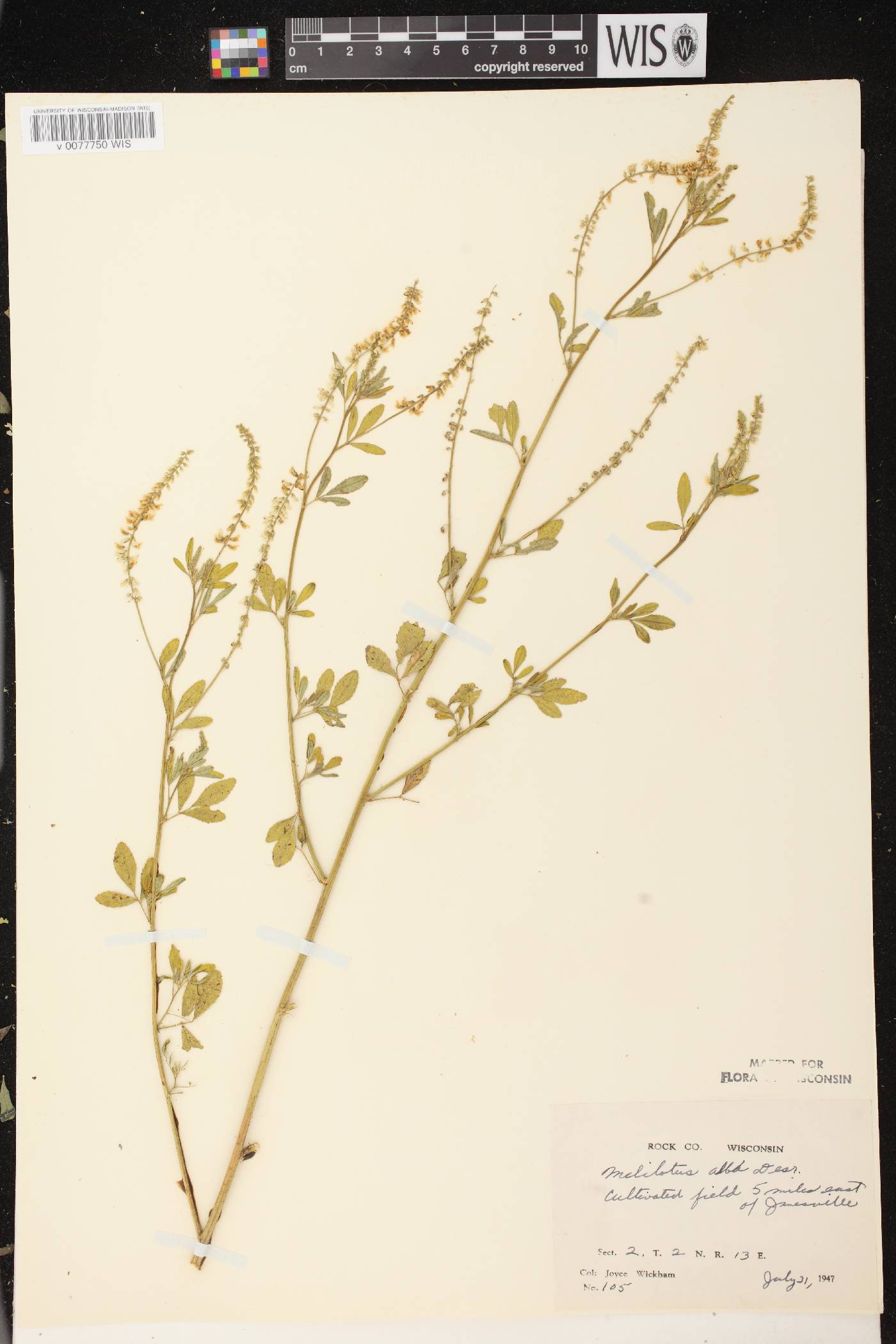 Melilotus albus image