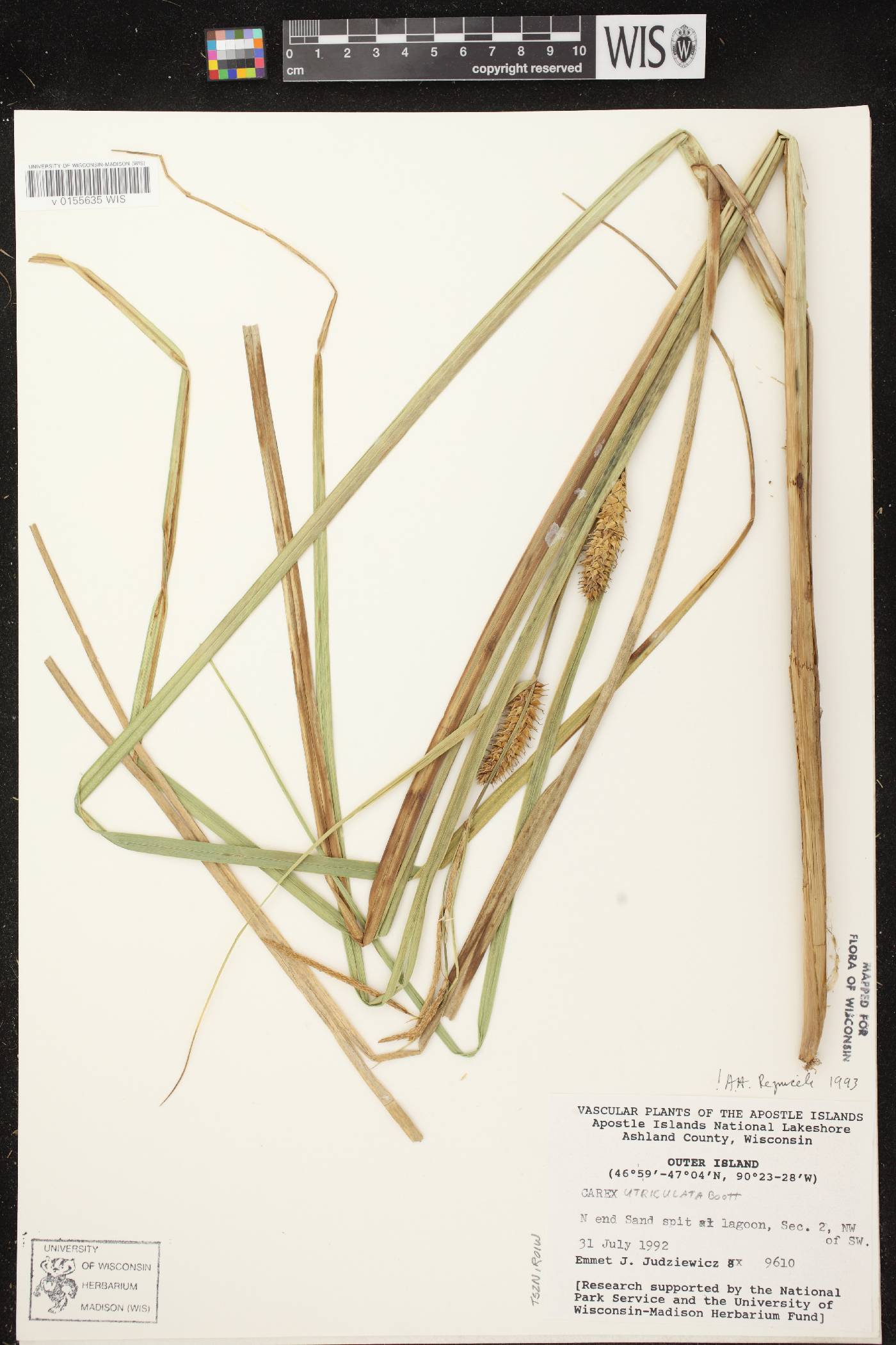 Carex utriculata image