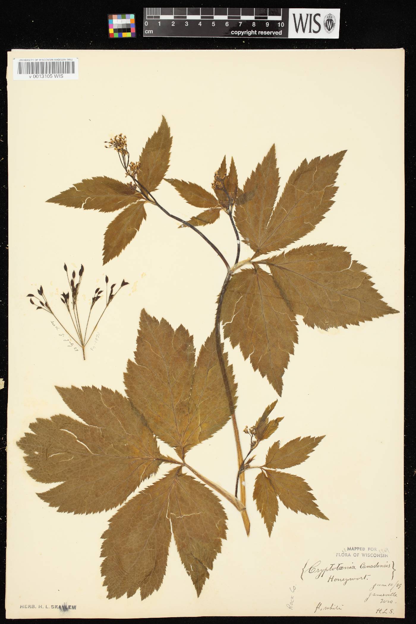 Cryptotaenia canadensis image