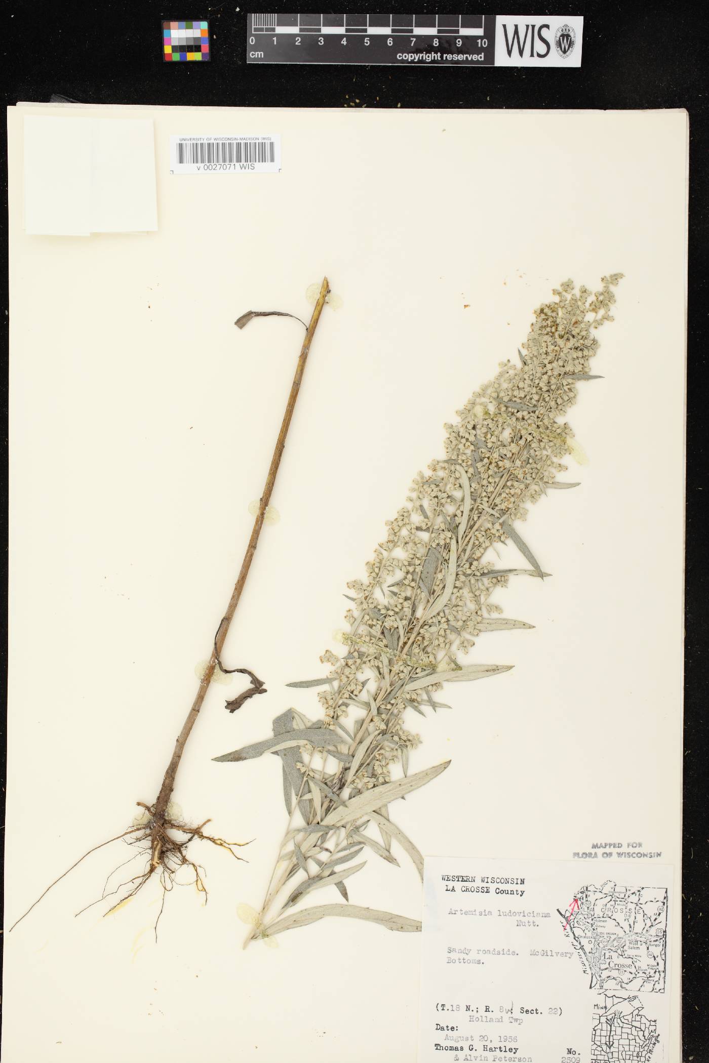 Artemisia ludoviciana image