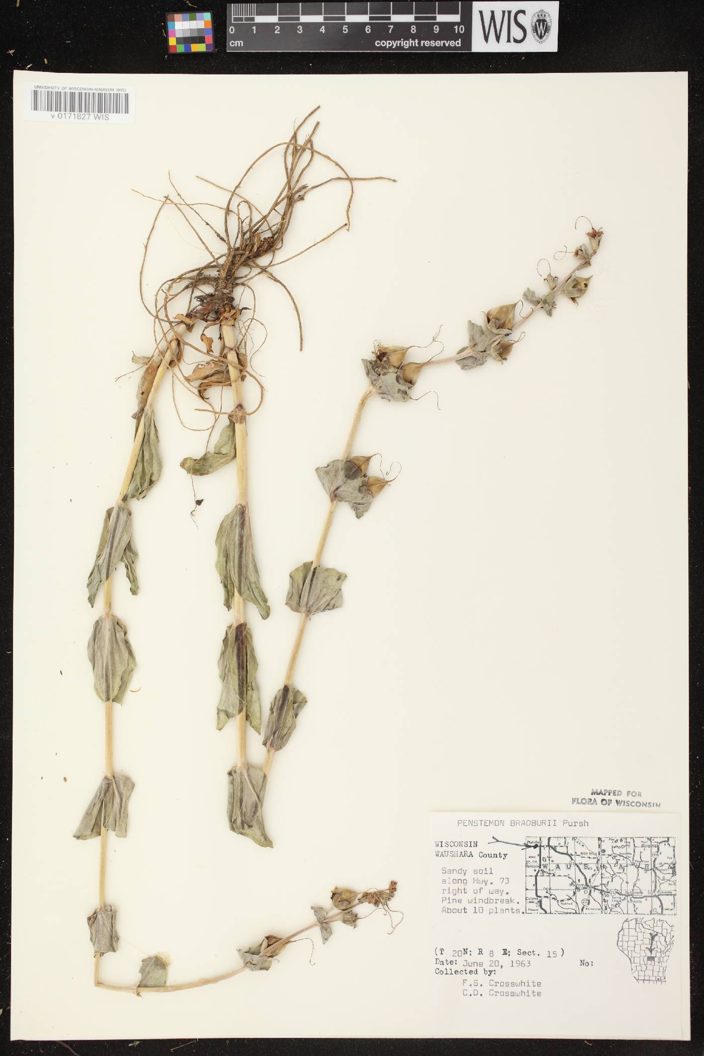 Penstemon grandiflorus image