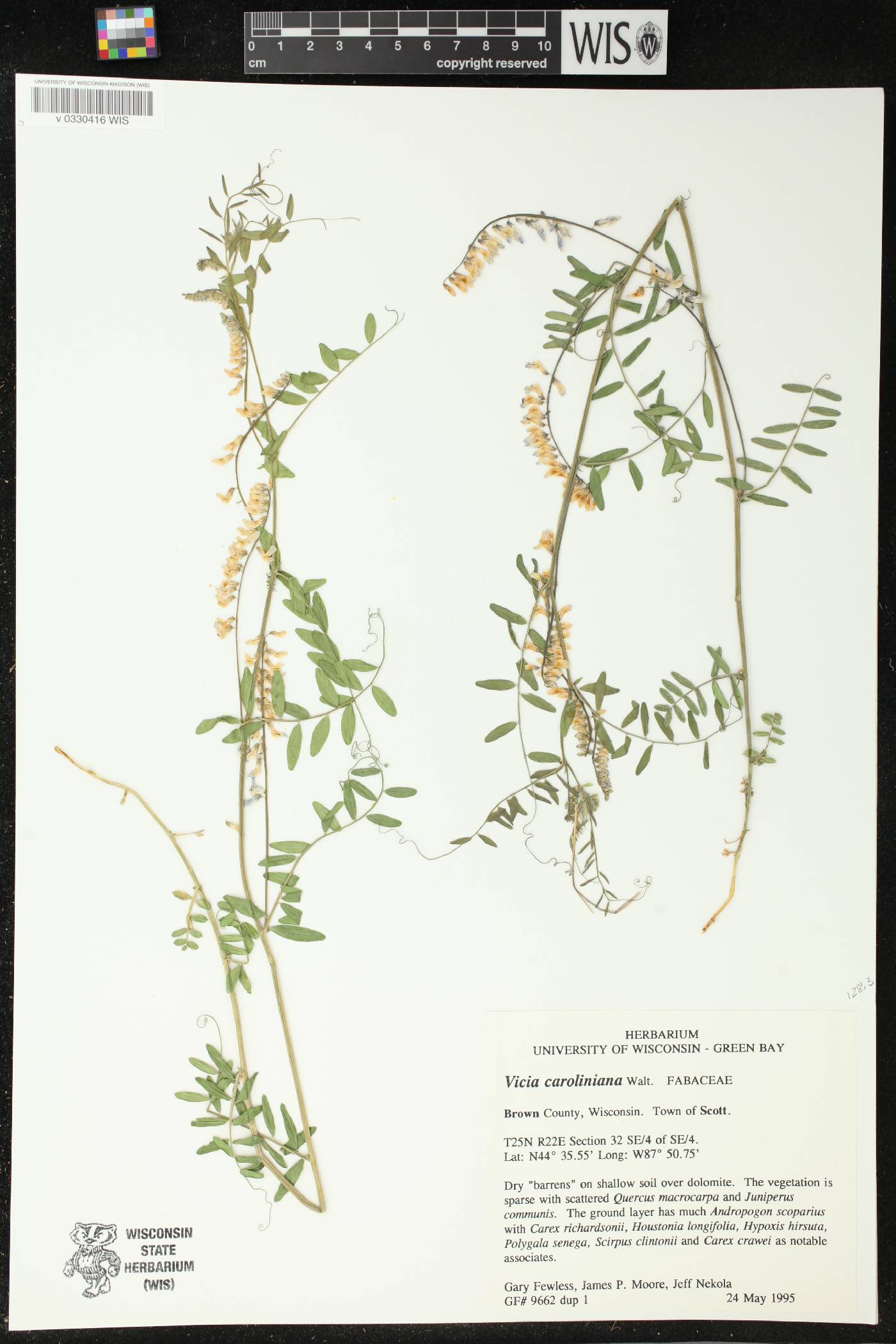 Vicia caroliniana image