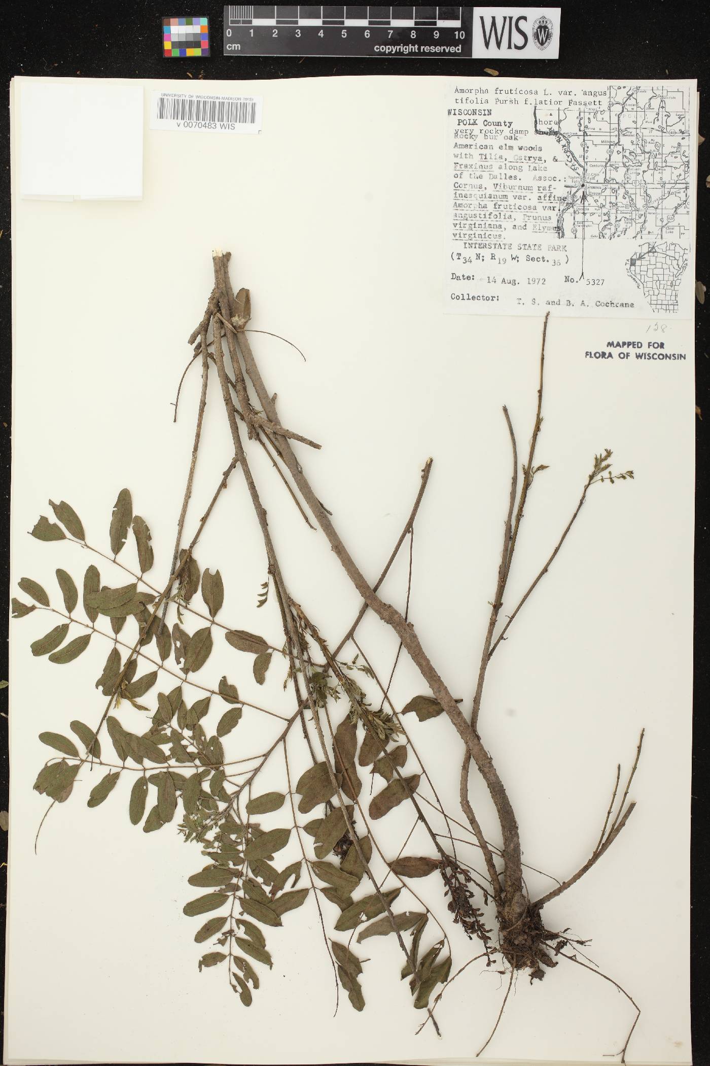 Amorpha fruticosa image