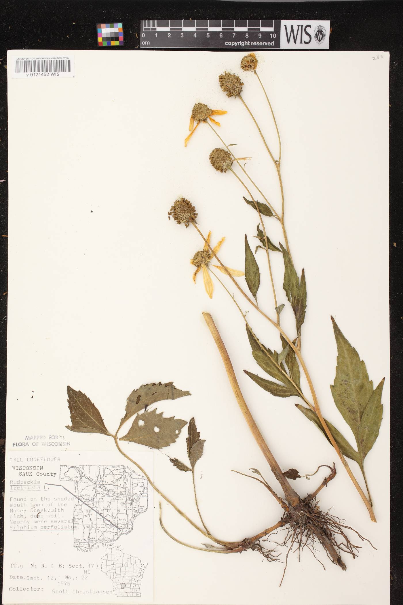 Rudbeckia laciniata image