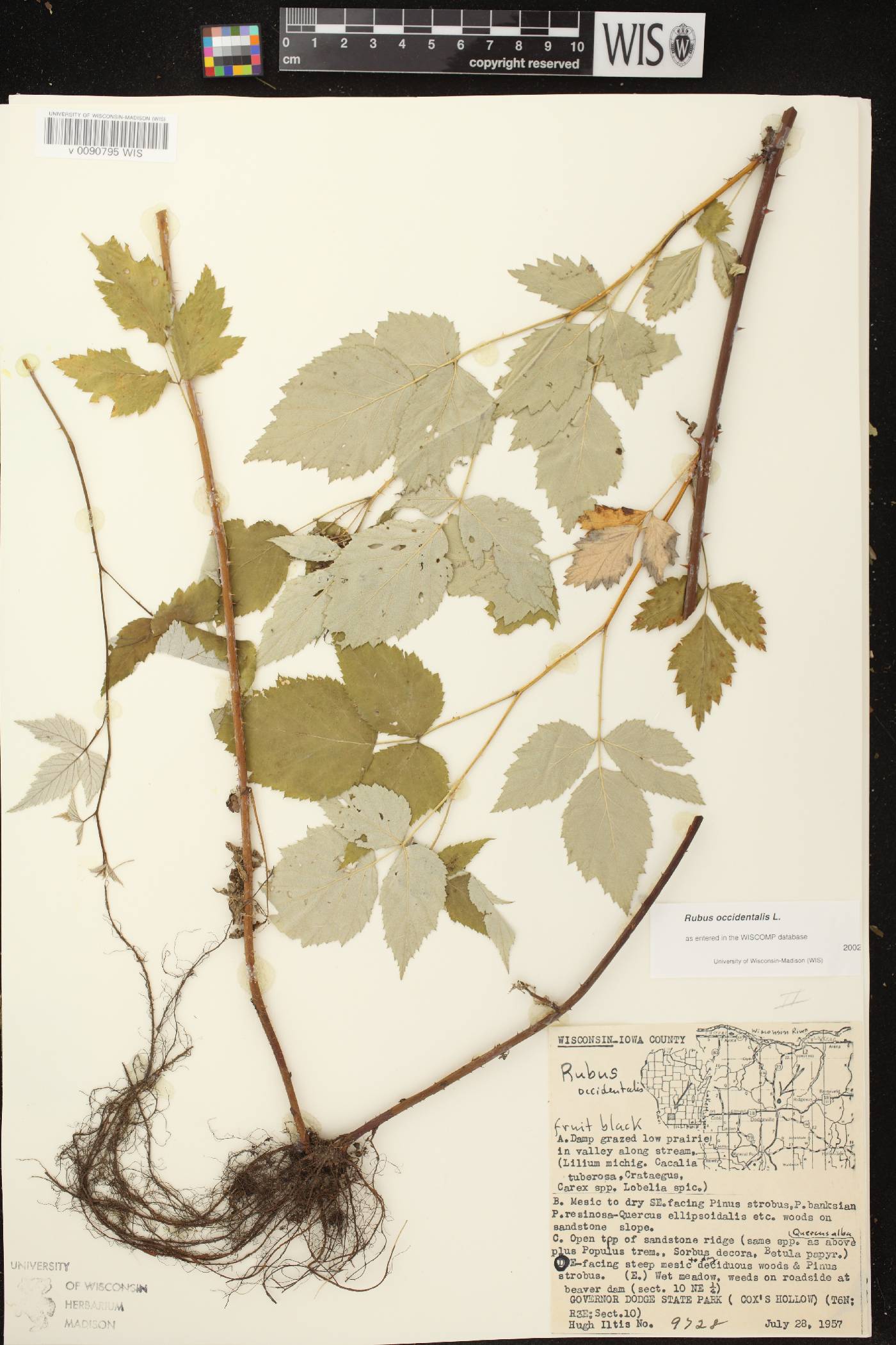 Rubus occidentalis image