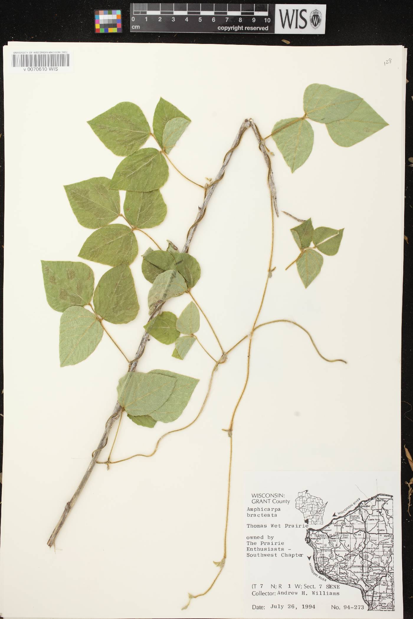 Amphicarpaea bracteata image