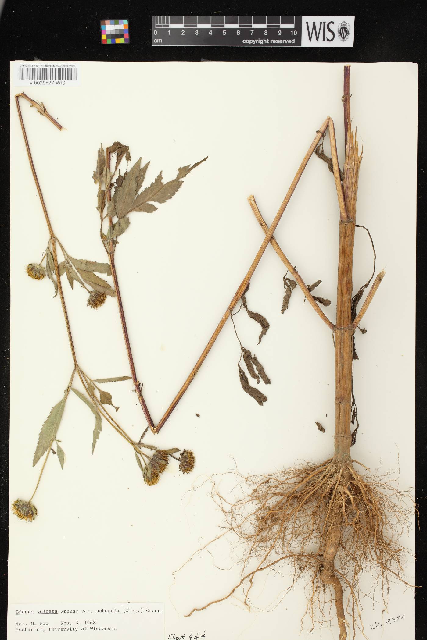 Bidens vulgata image