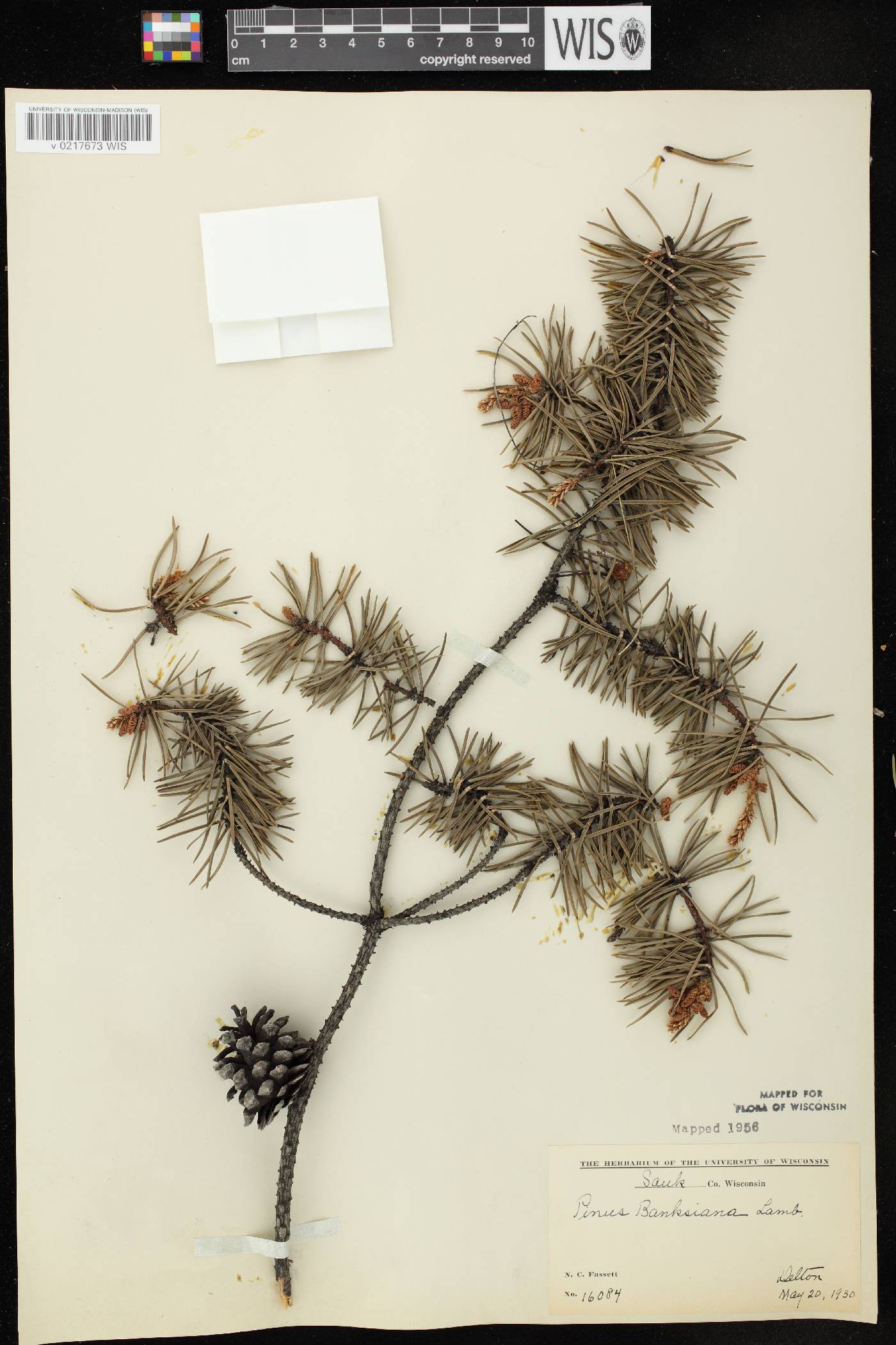 Pinus banksiana image