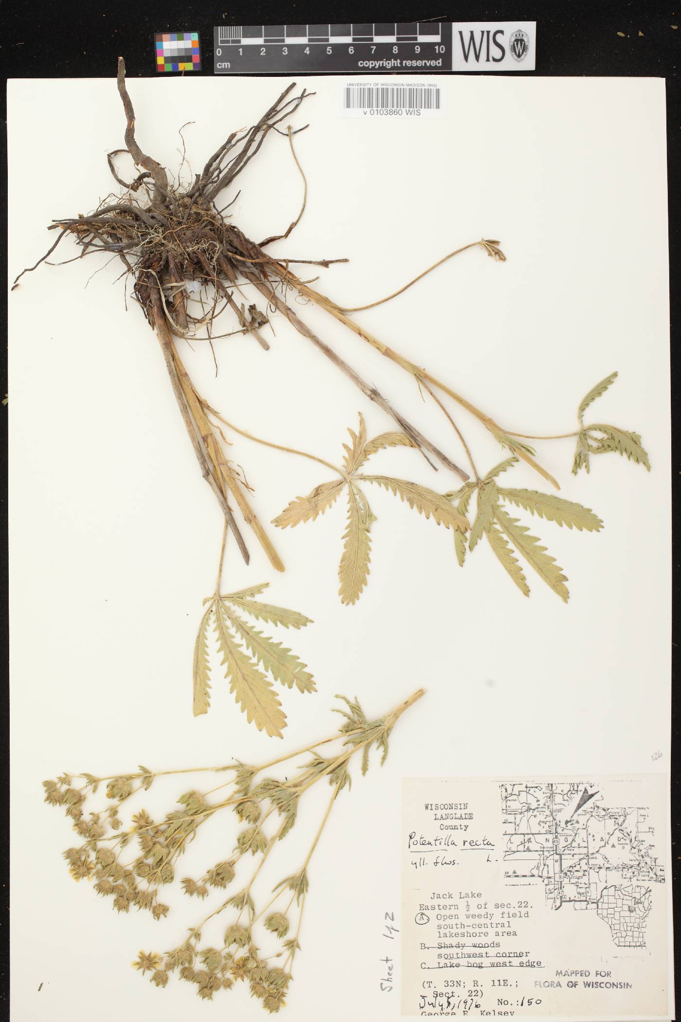 Potentilla norvegica image