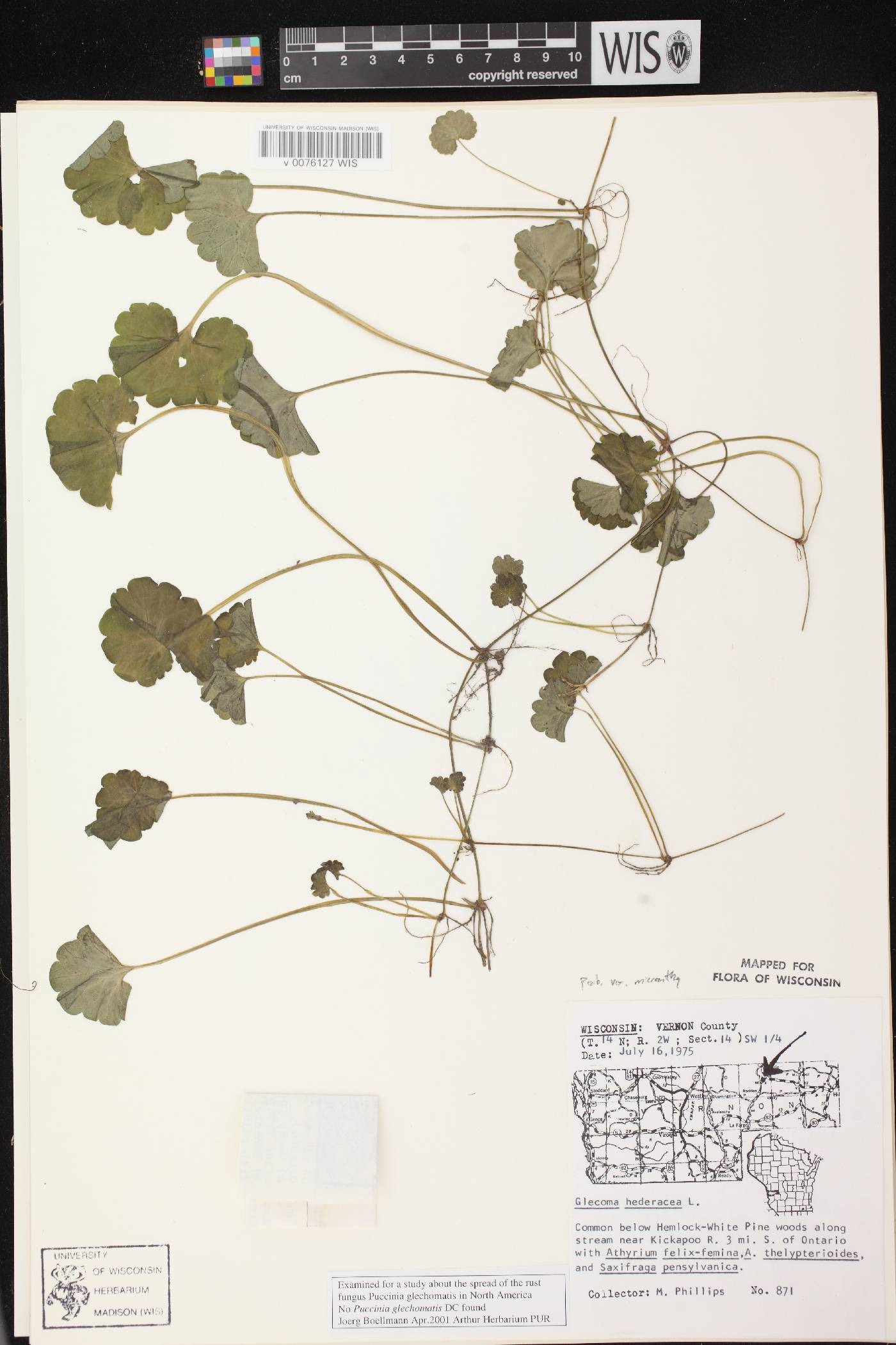 Glechoma hederacea image