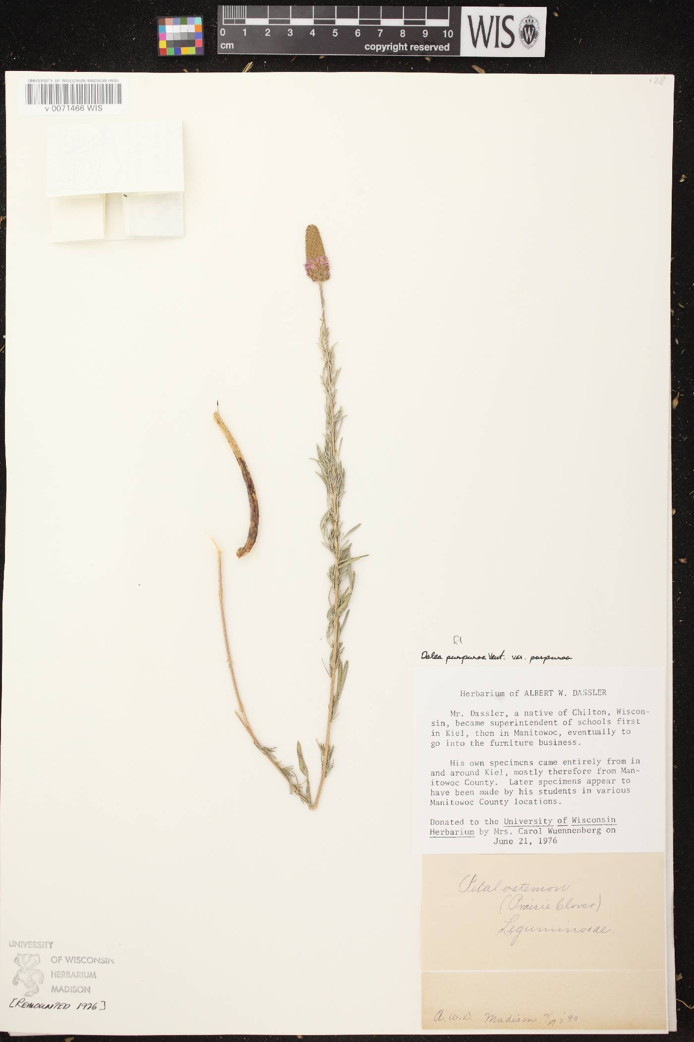 Dalea purpurea image