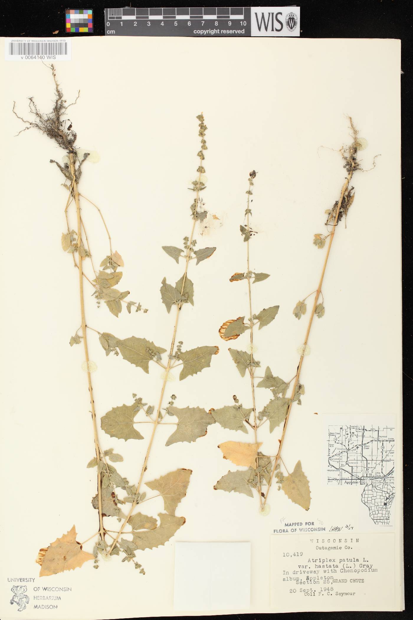 Atriplex prostrata image