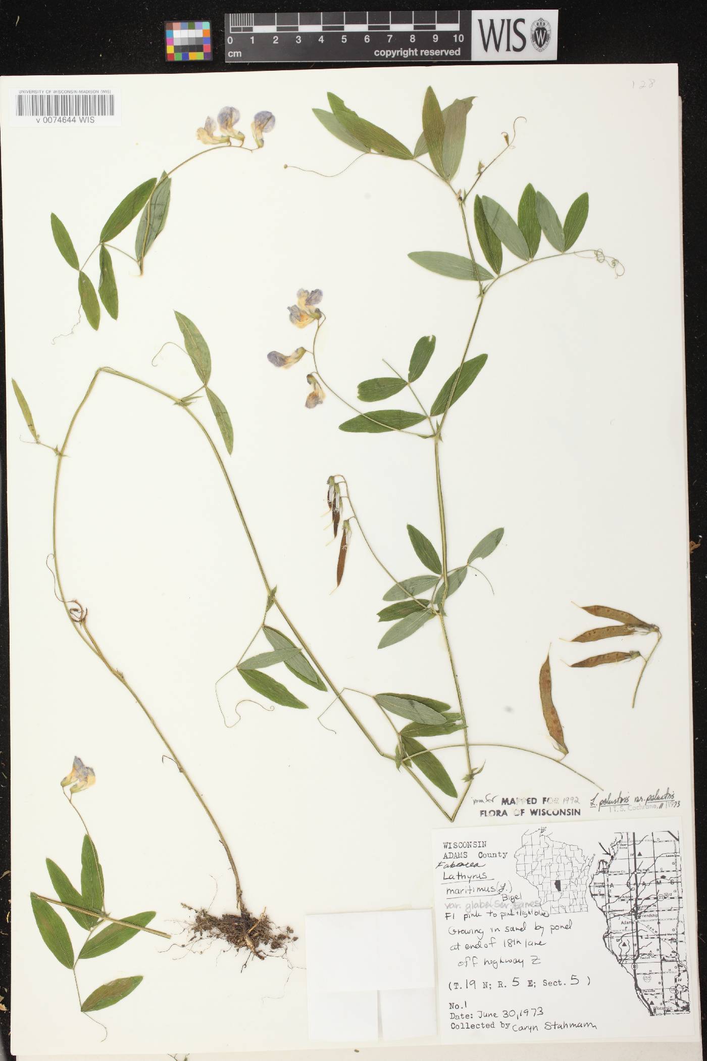 Lathyrus palustris image