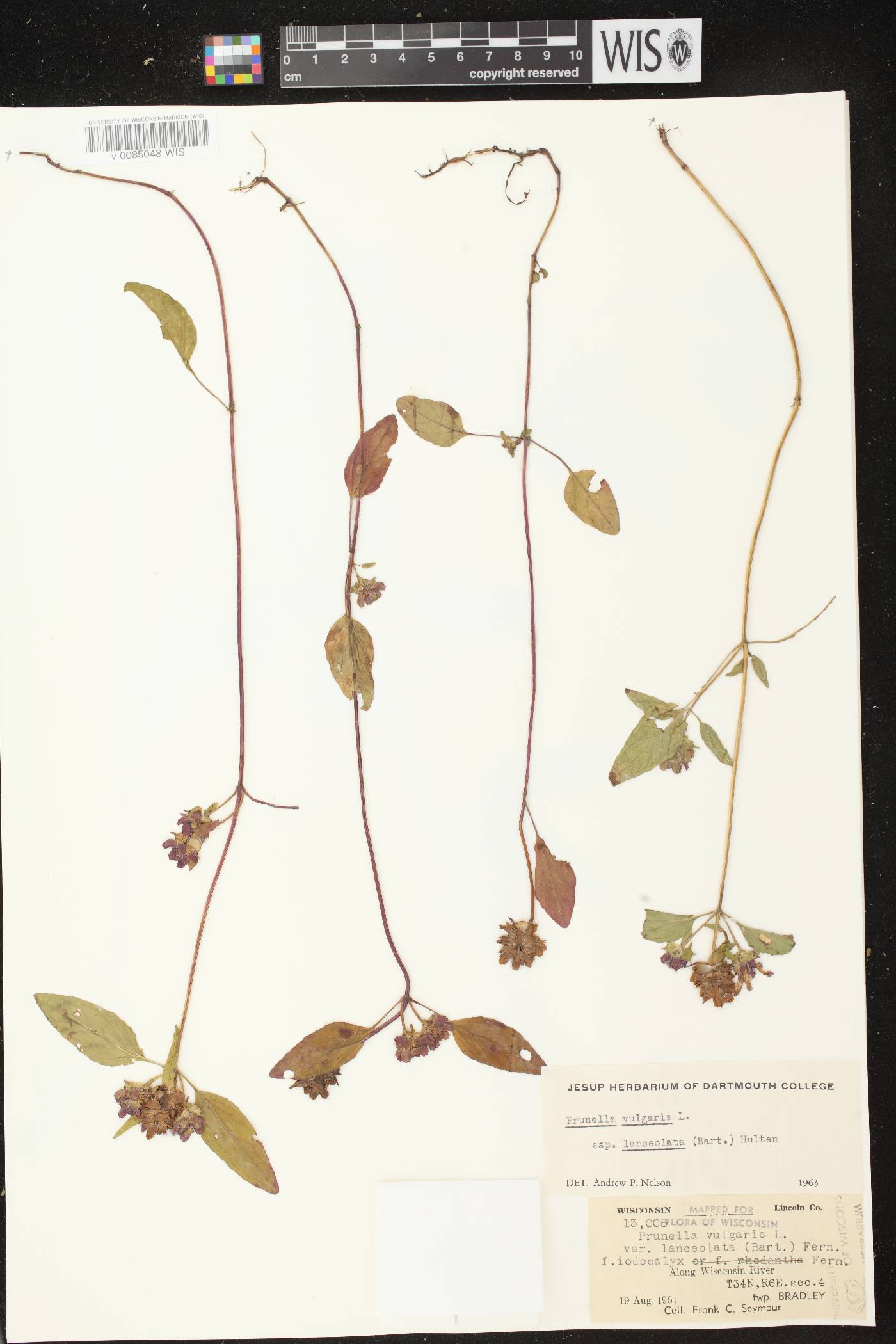 Prunella vulgaris subsp. lanceolata image