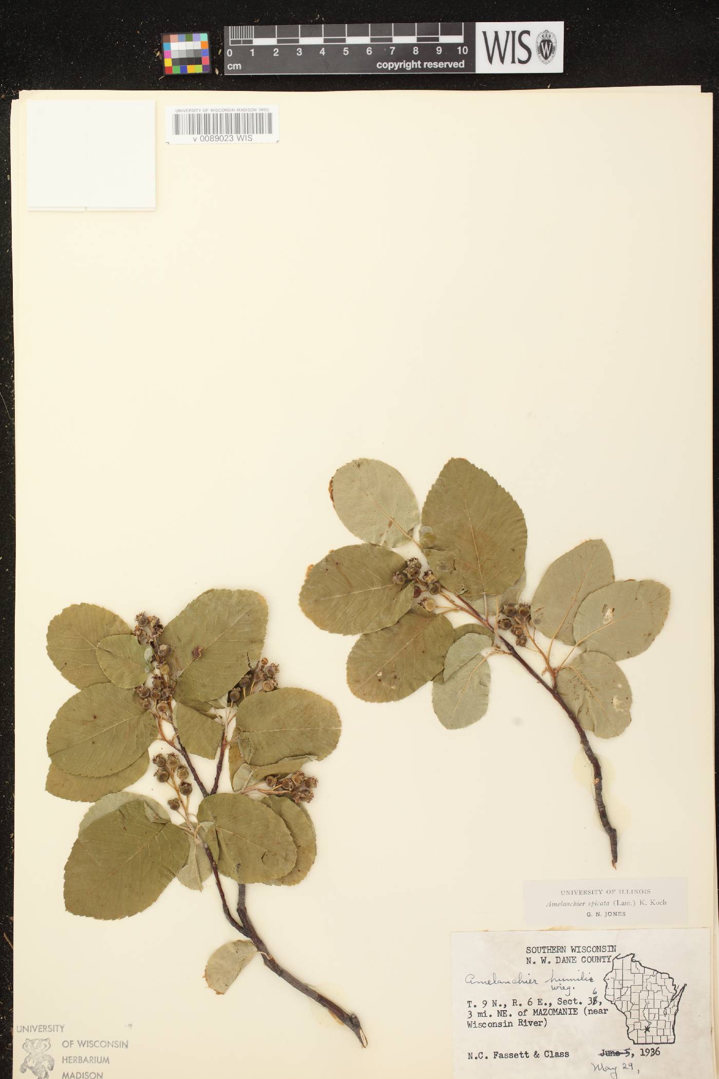 Amelanchier spicata image