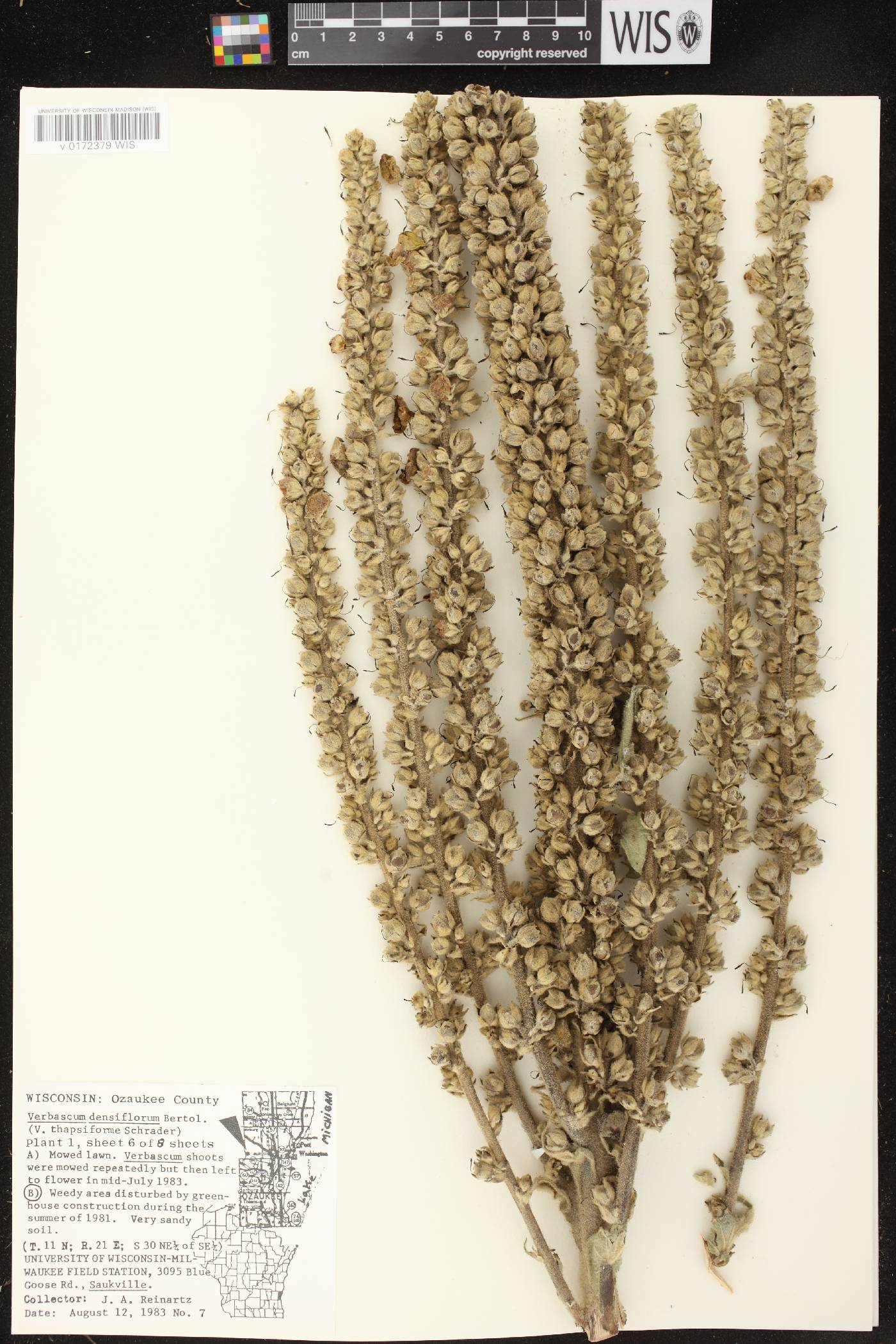 Verbascum densiflorum image