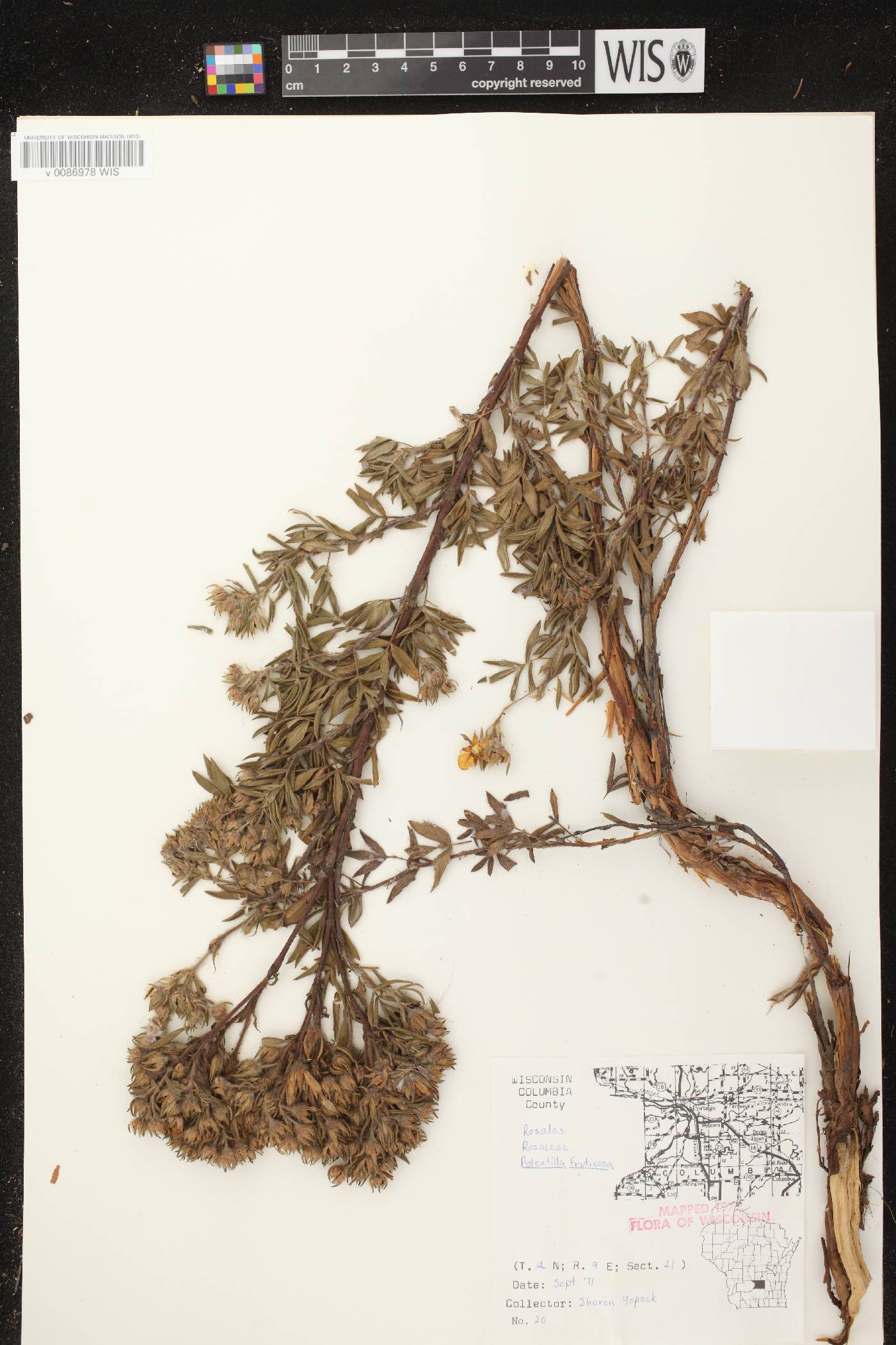 Dasiphora fruticosa image
