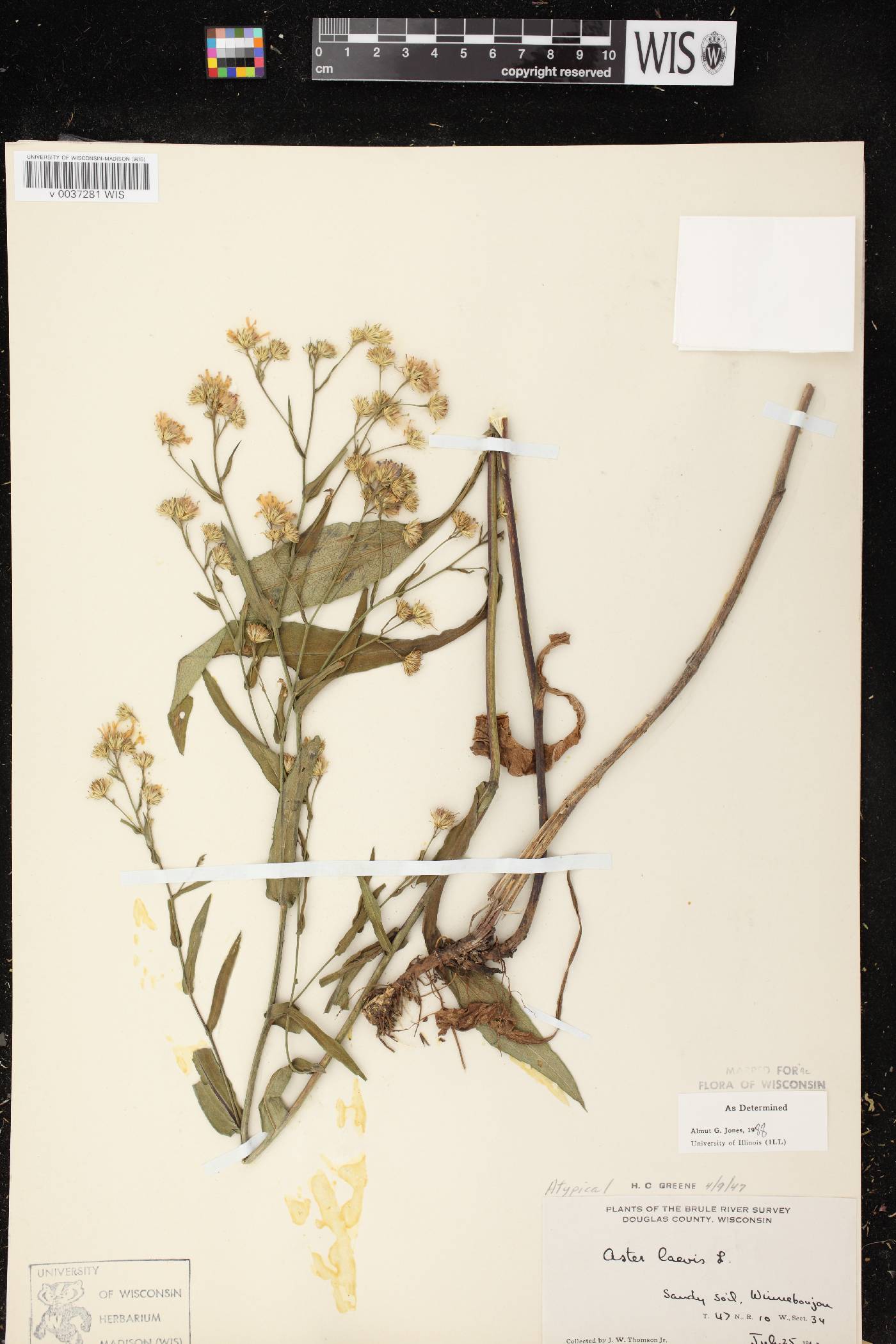 Symphyotrichum laeve image