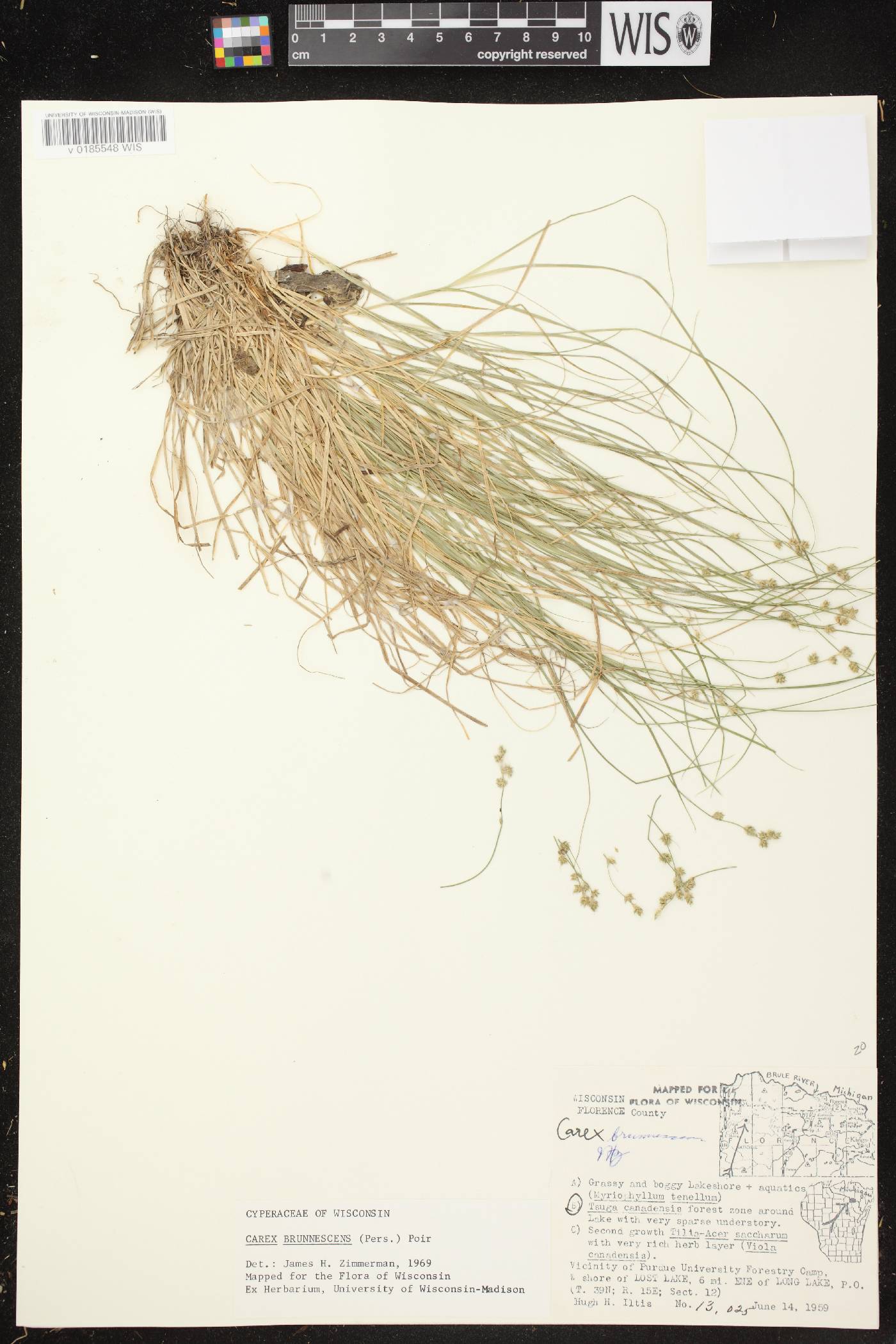 Carex brunnescens subsp. sphaerostachya image