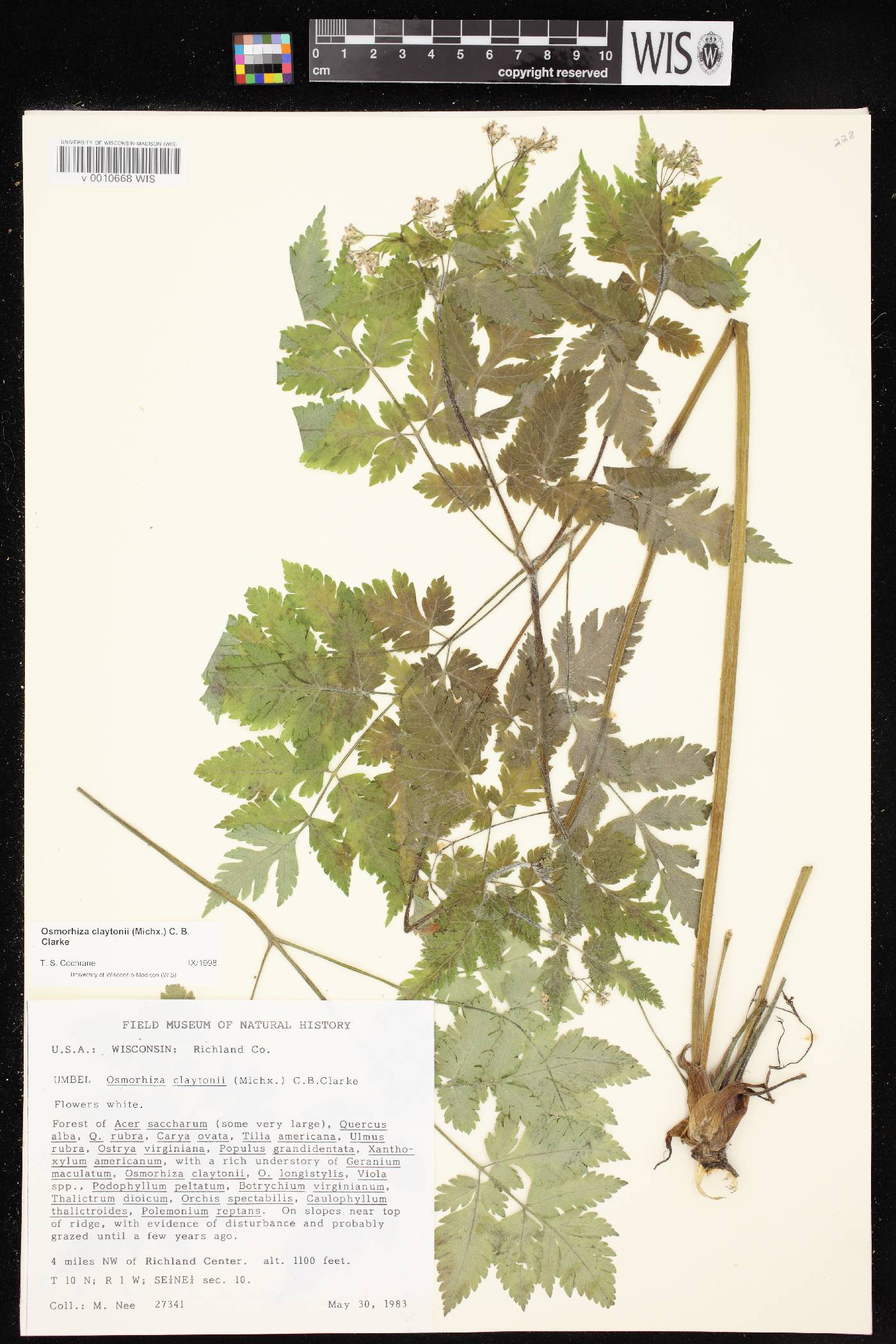 Osmorhiza claytonii image