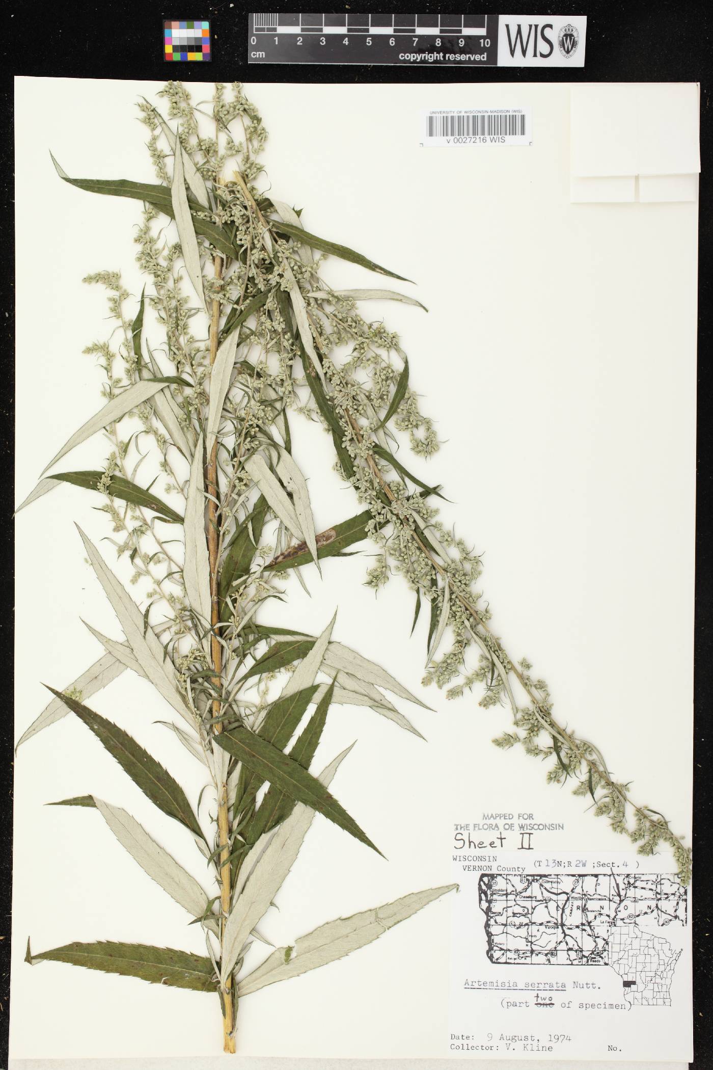 Artemisia serrata image