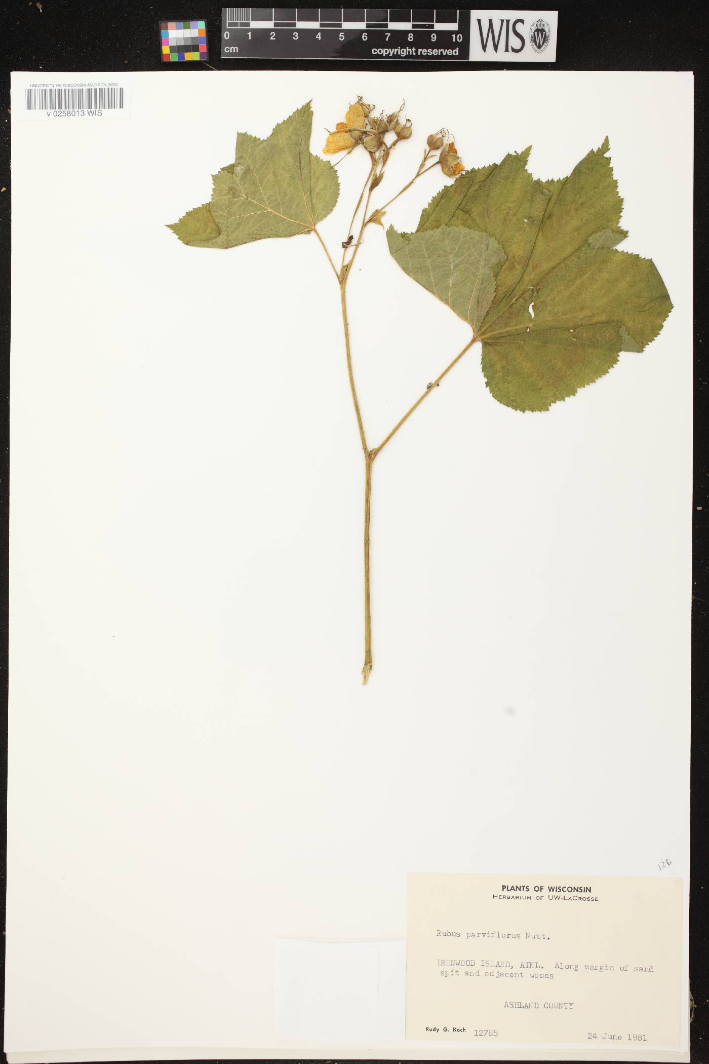 Rubus parviflorus image