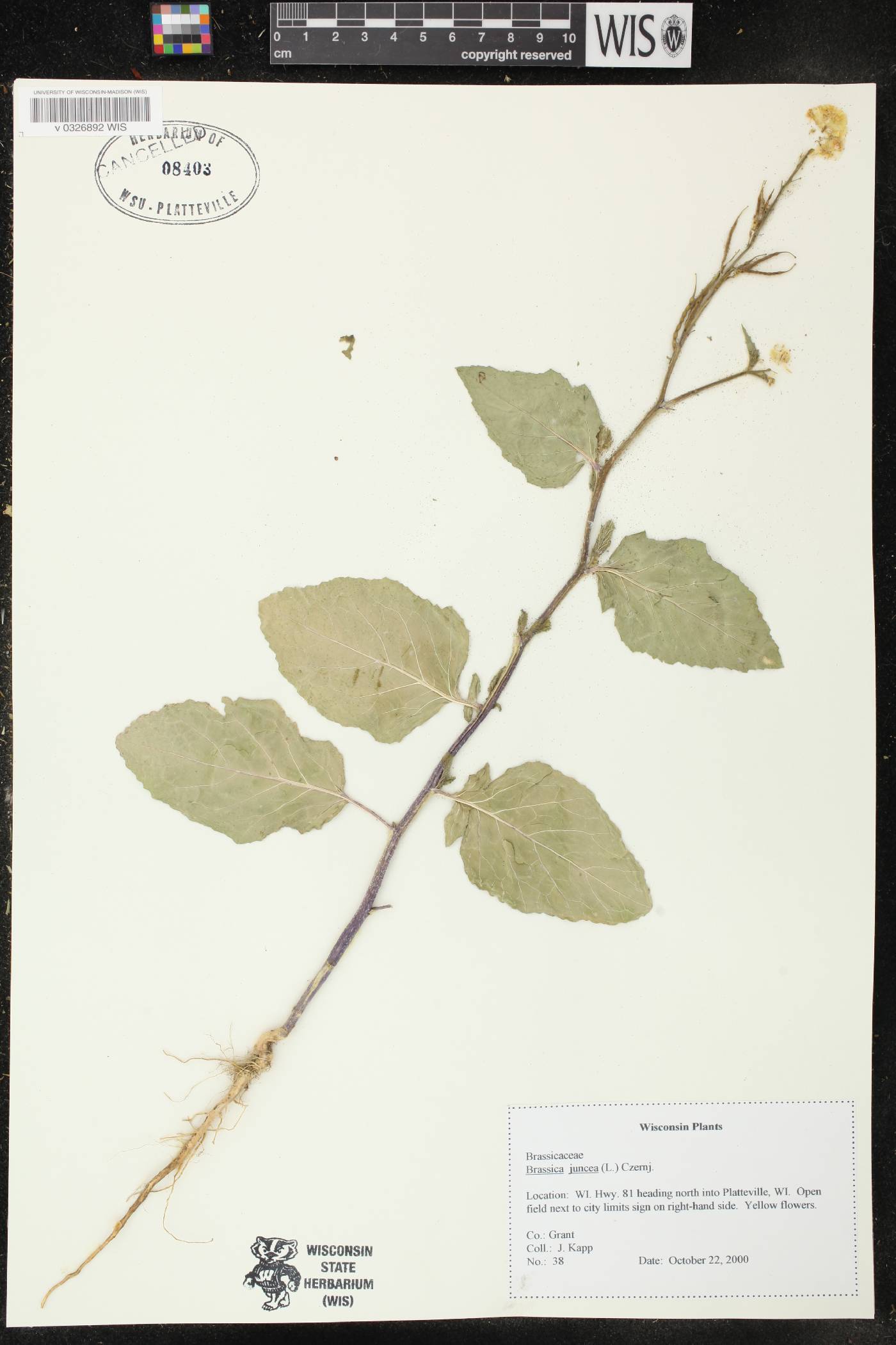 Brassica juncea image