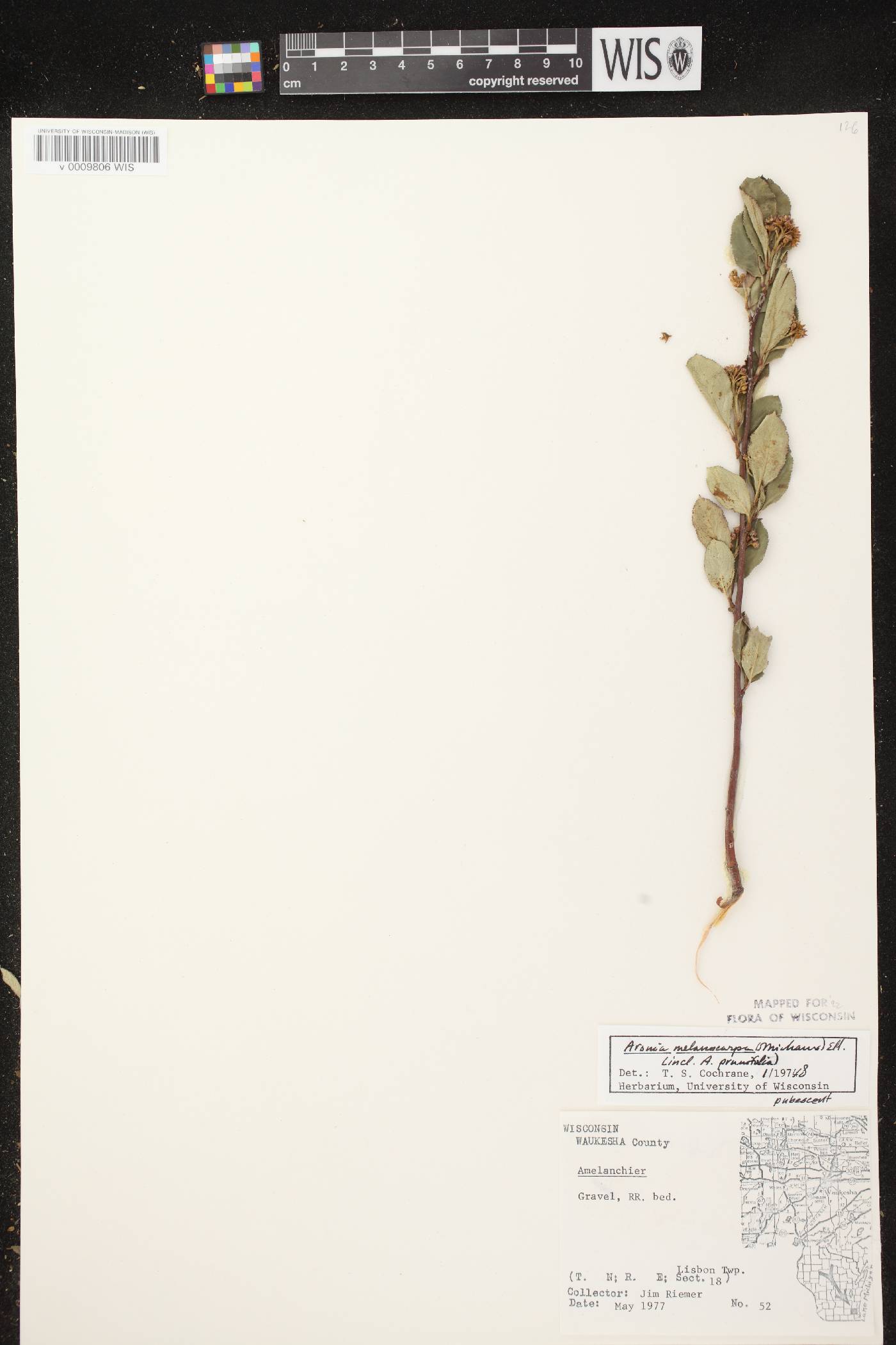 Aronia x prunifolia image