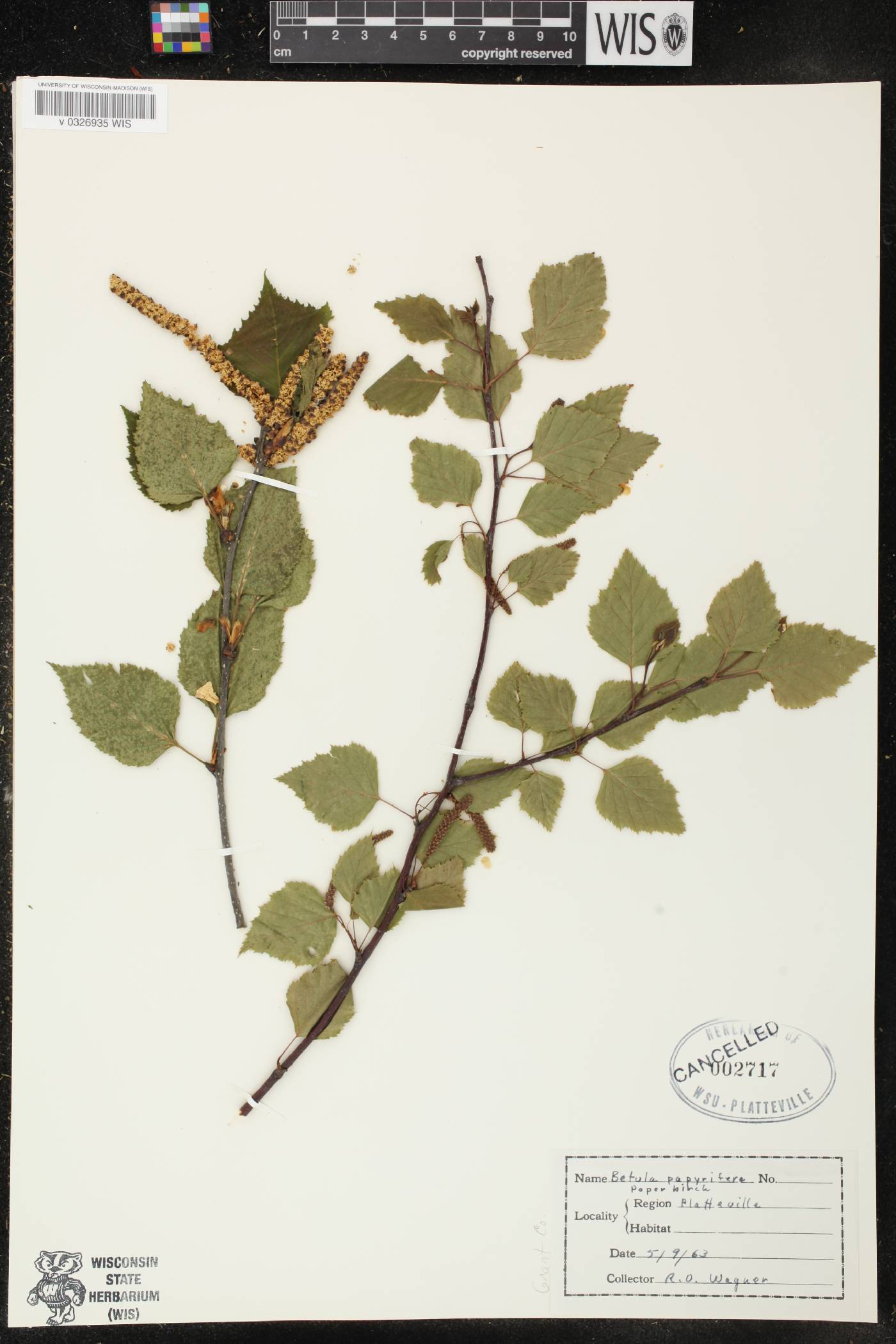 Betula papyrifera image