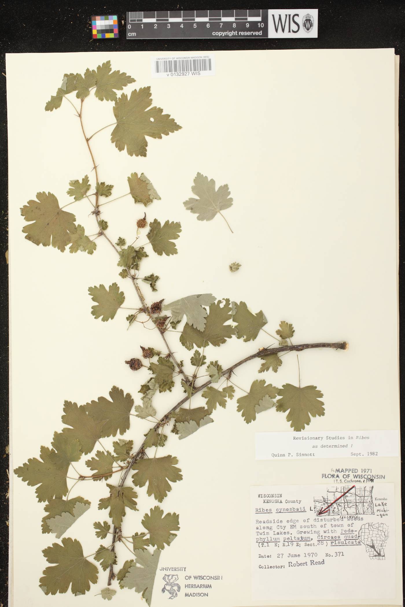 Ribes cynosbati image