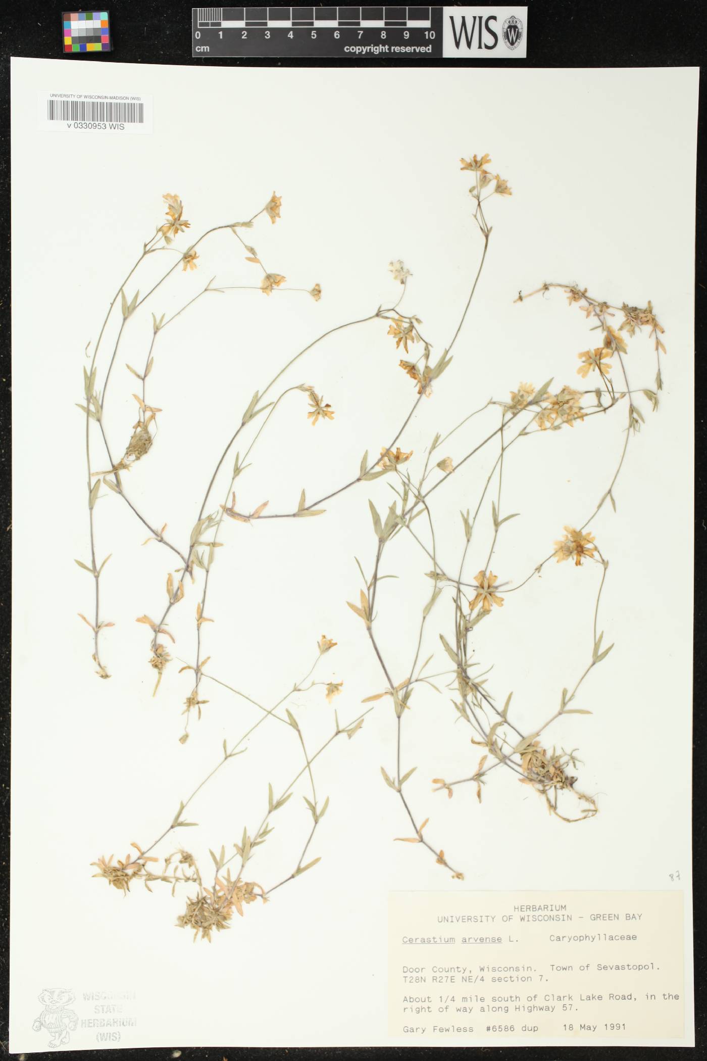 Cerastium arvense image