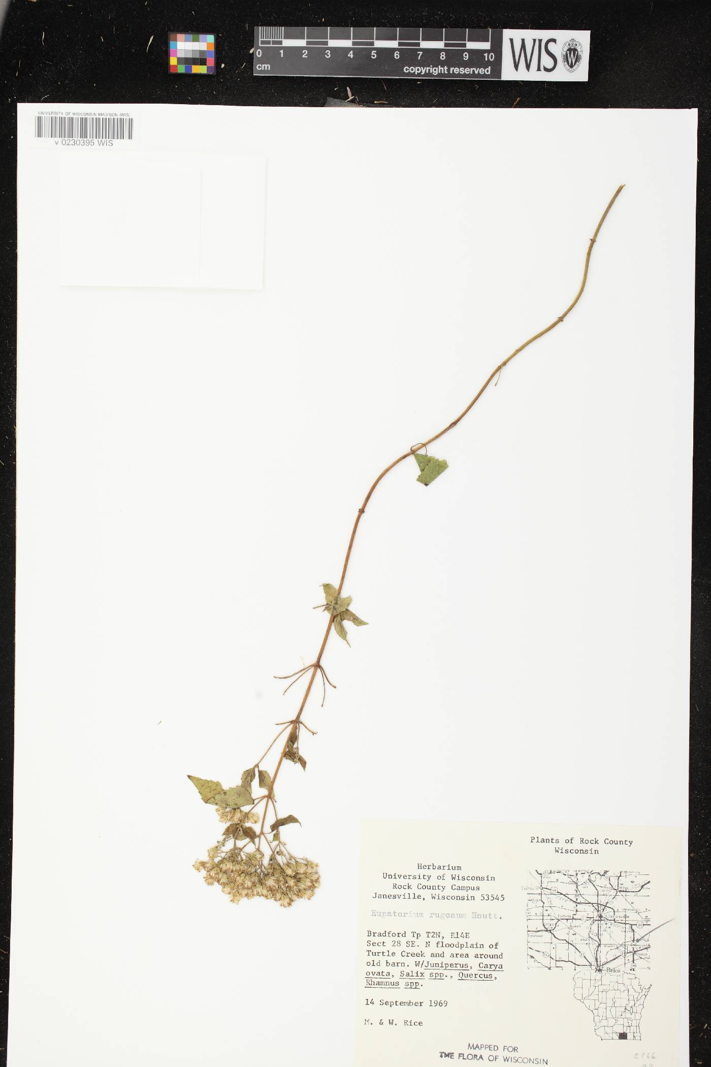 Ageratina altissima image
