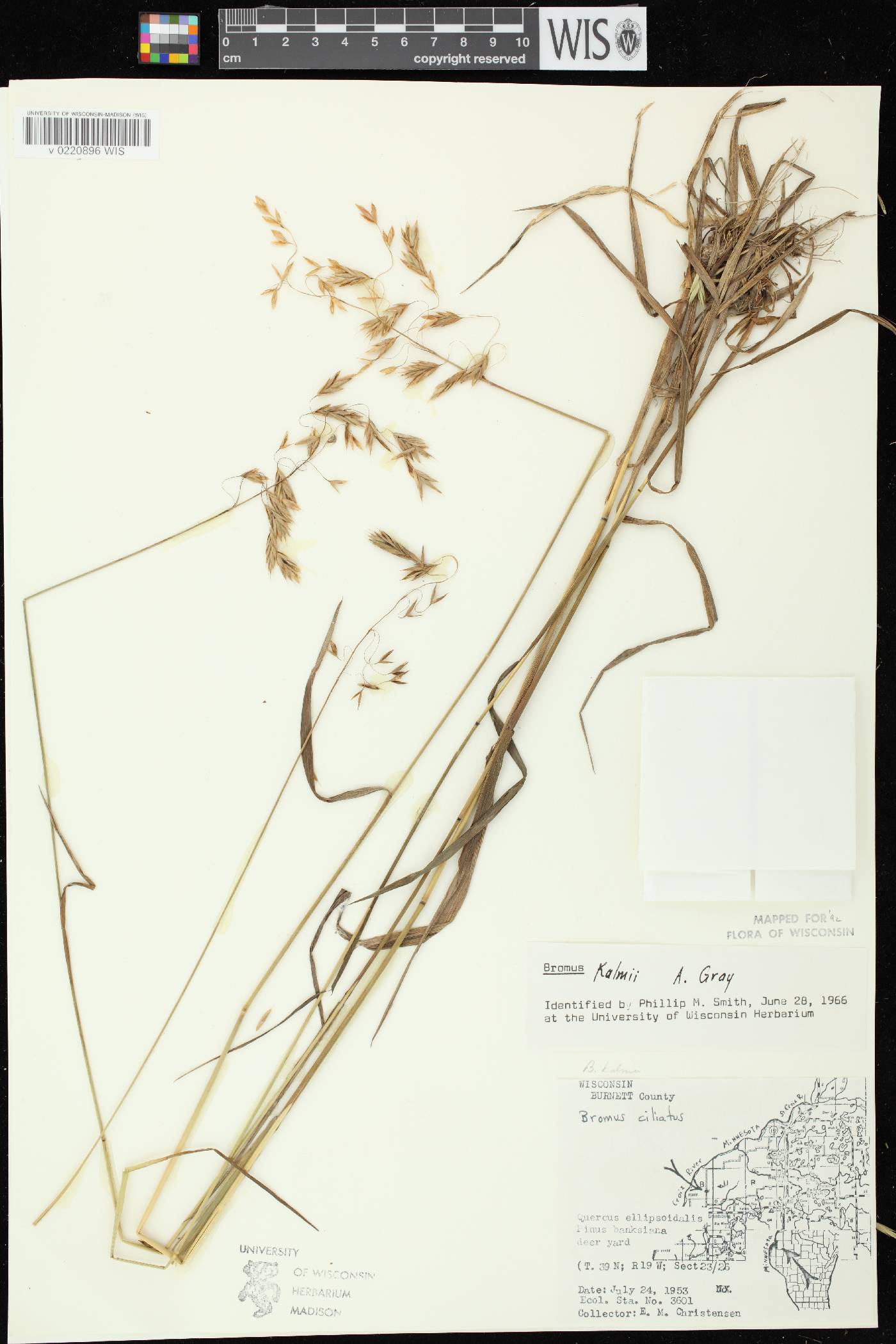 Bromus kalmii image