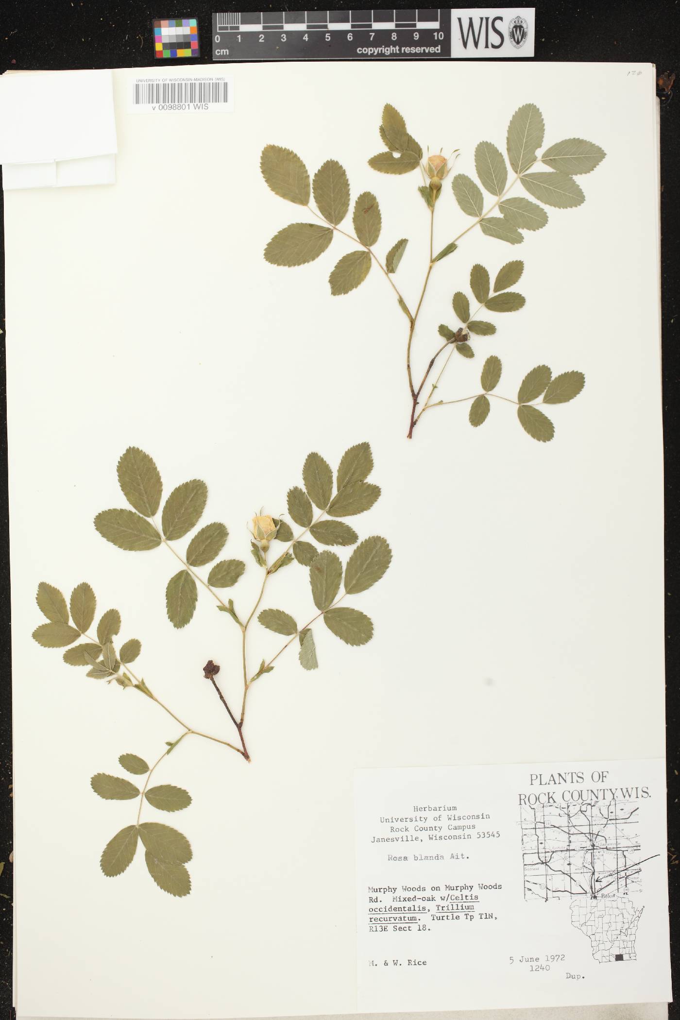 Rosa blanda image