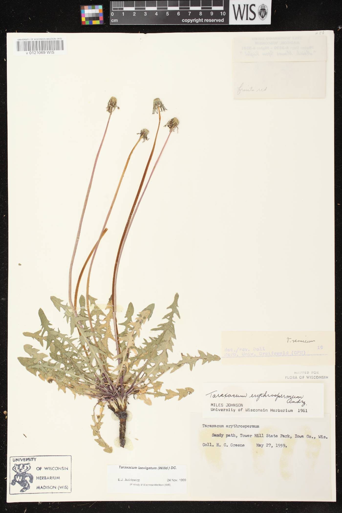 Taraxacum erythrospermum image