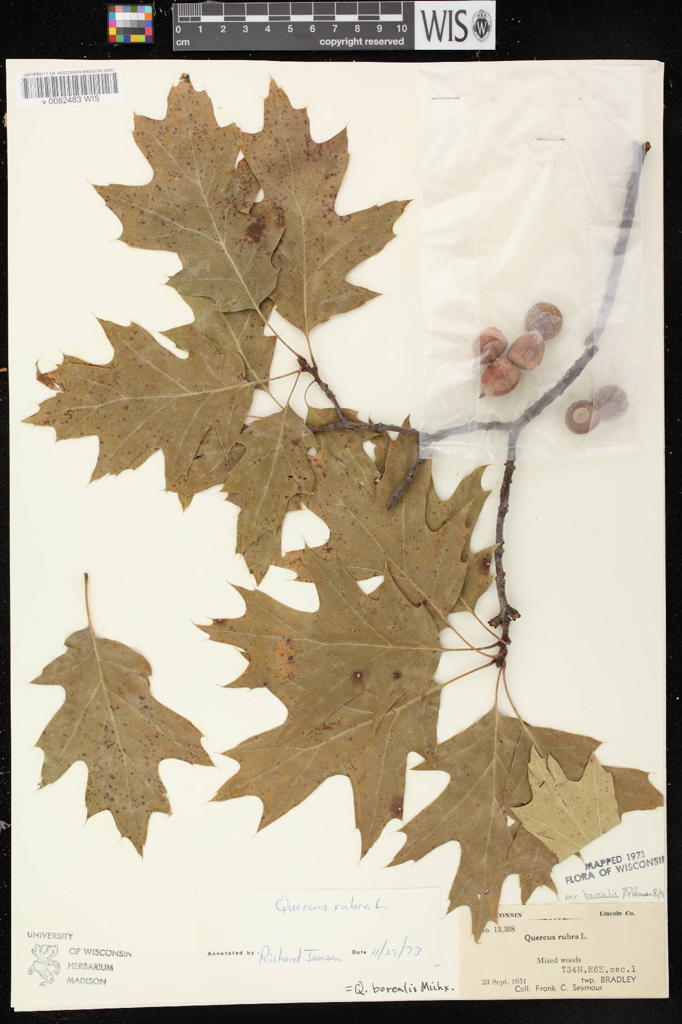 Quercus rubra image