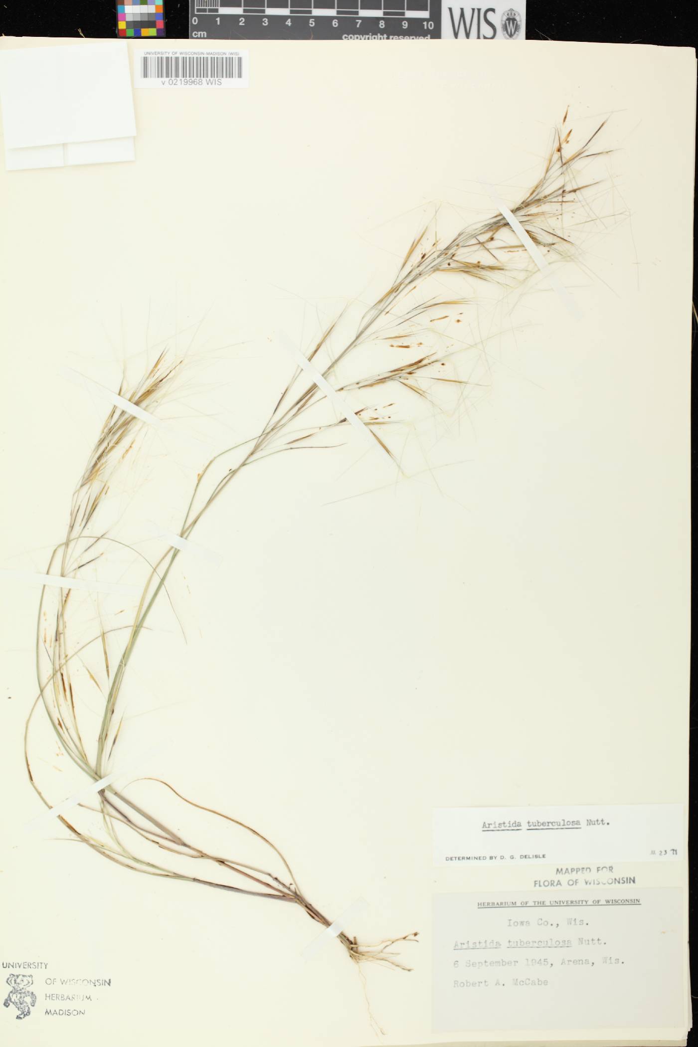 Aristida tuberculosa image